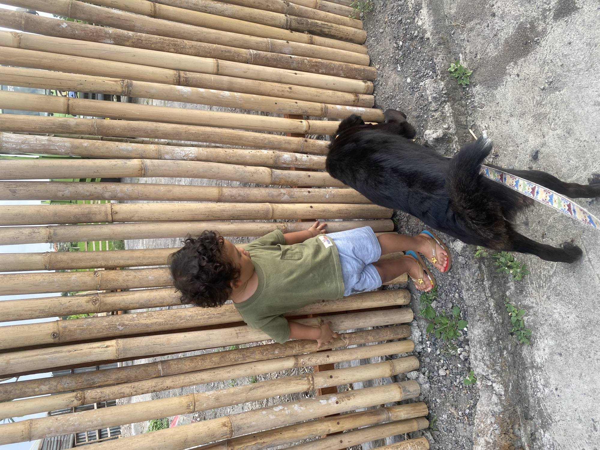 Morning dog walk along a cobblestone path in North Kuta