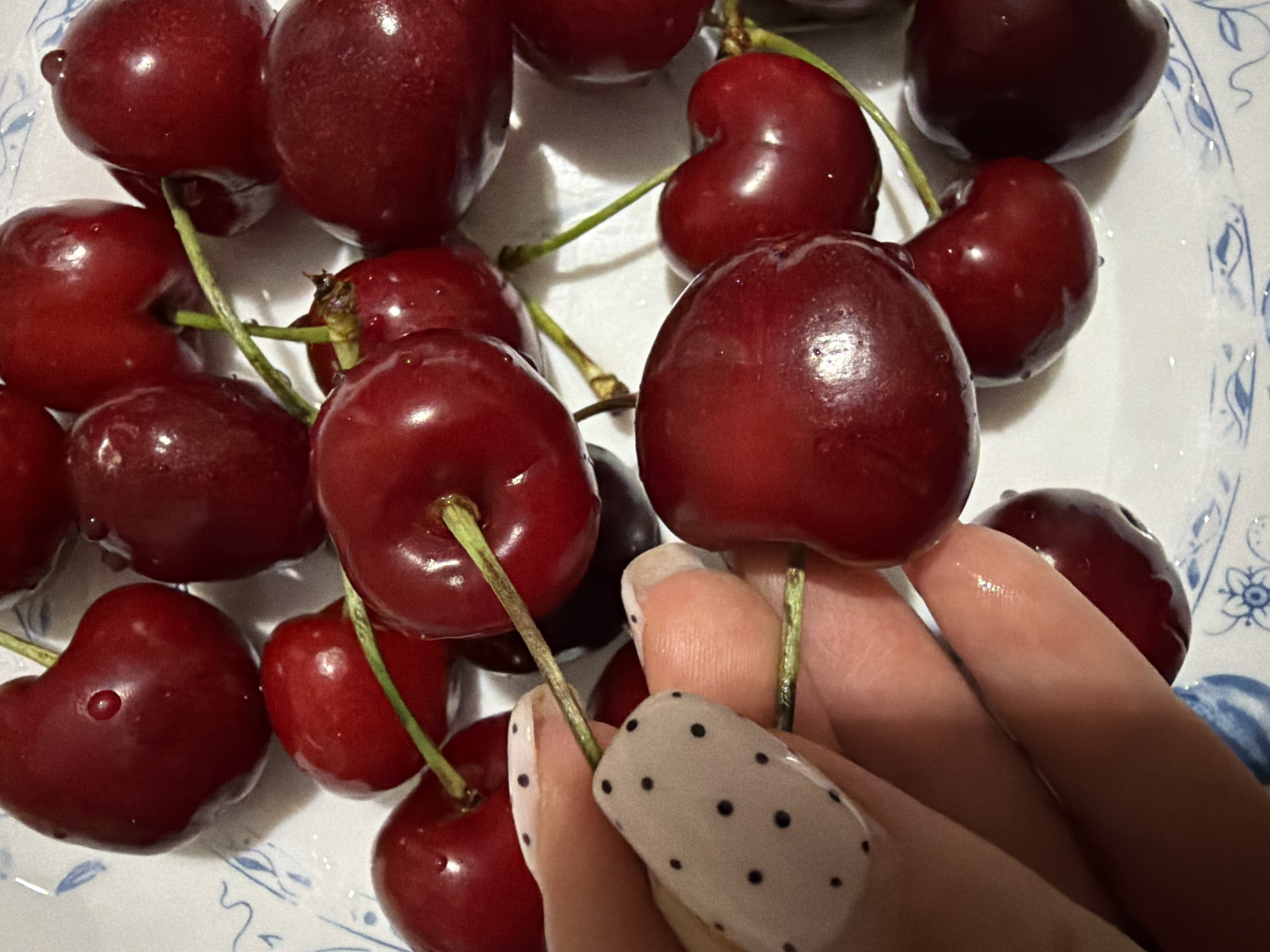 Cherries and golden cocker spaniel captured in evening documentation