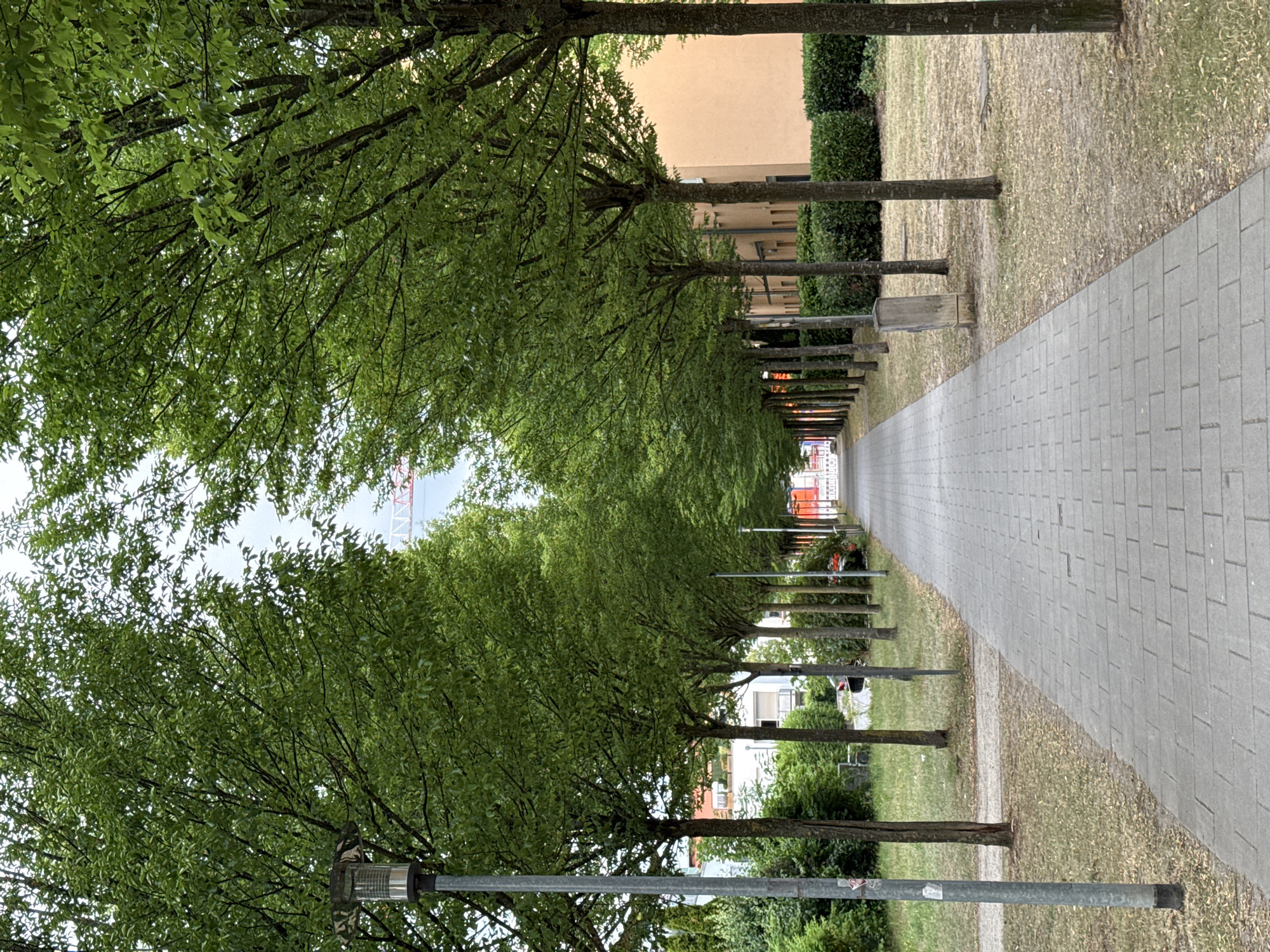 Shaded paved avenue with rows of trees, Regensburg