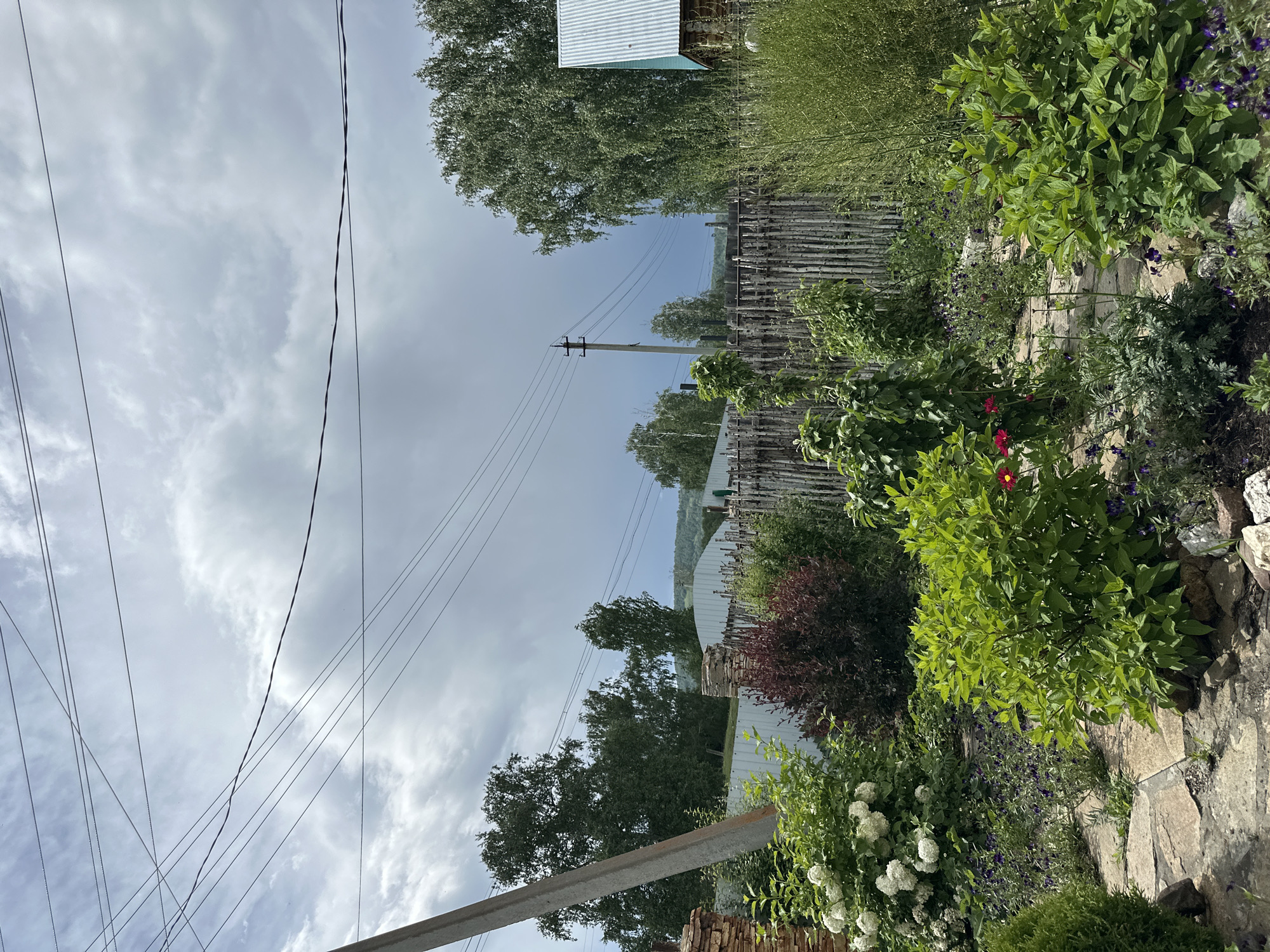 Morning botanical documentation session captures wildflowers and rural landscape