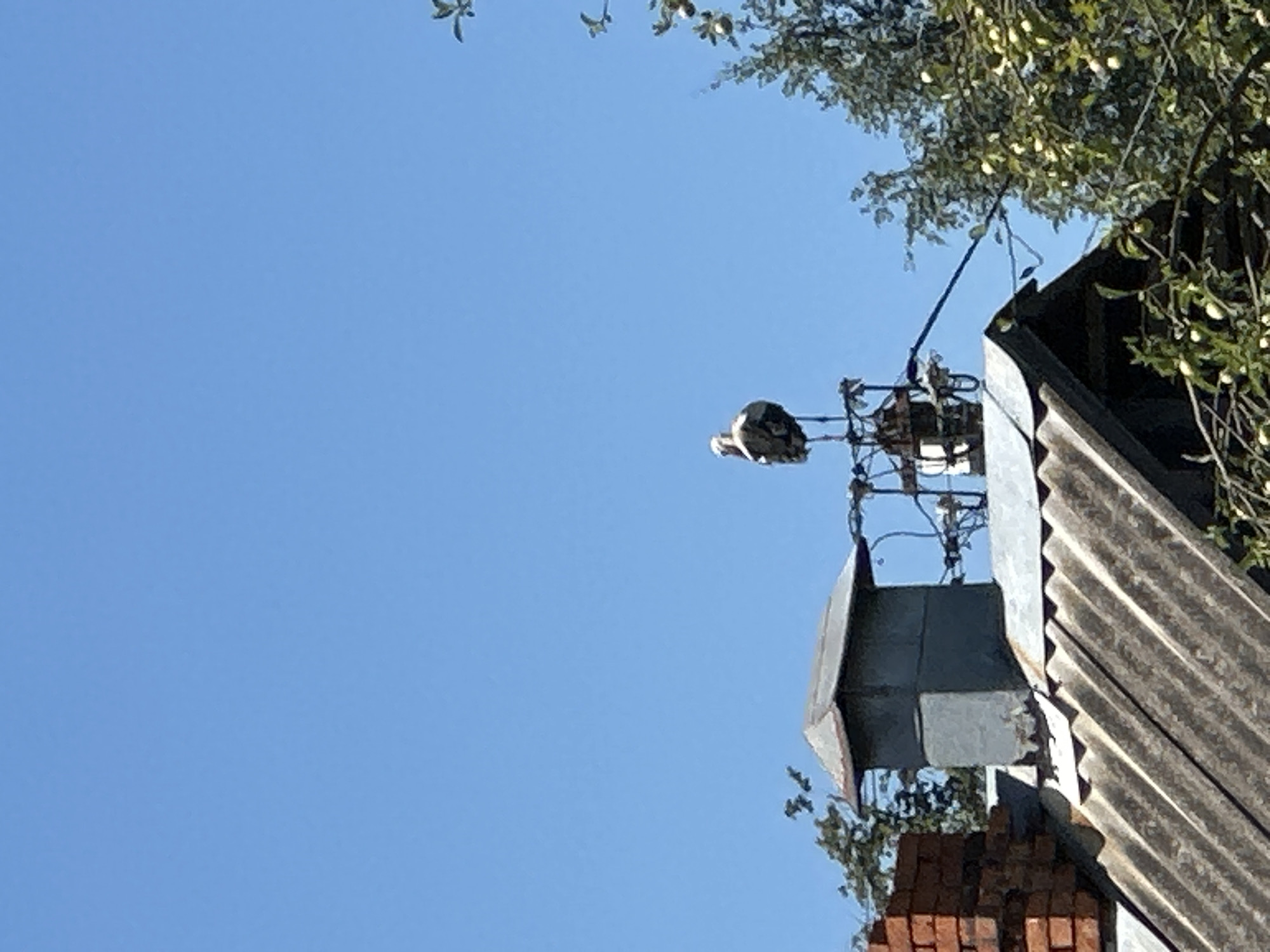 Stork stands atop a utility pole over a rooftop