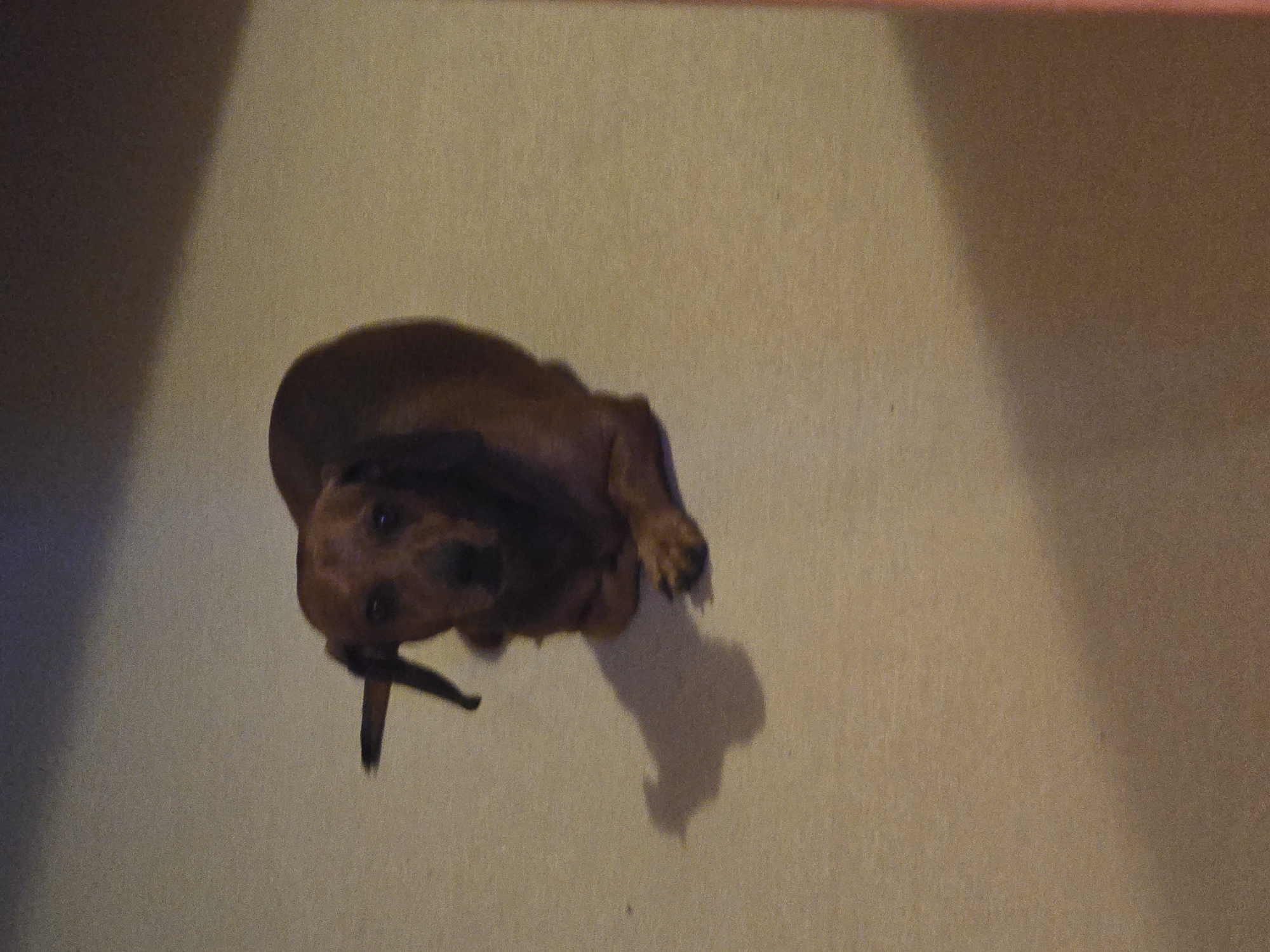 Dachshund lounging on carpet in Golyanovtsi home