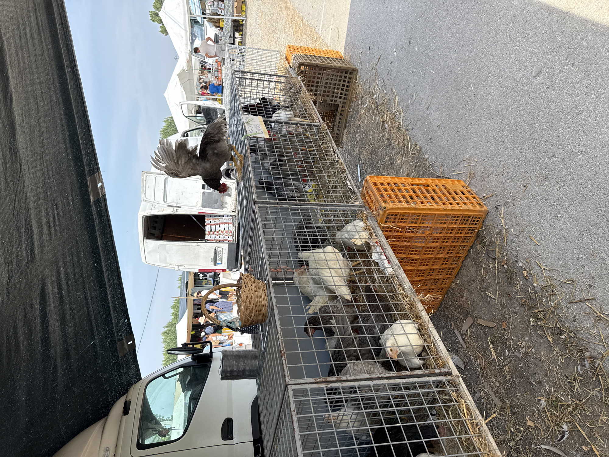 Live animals, plants, and produce at a Setúbal outdoor market