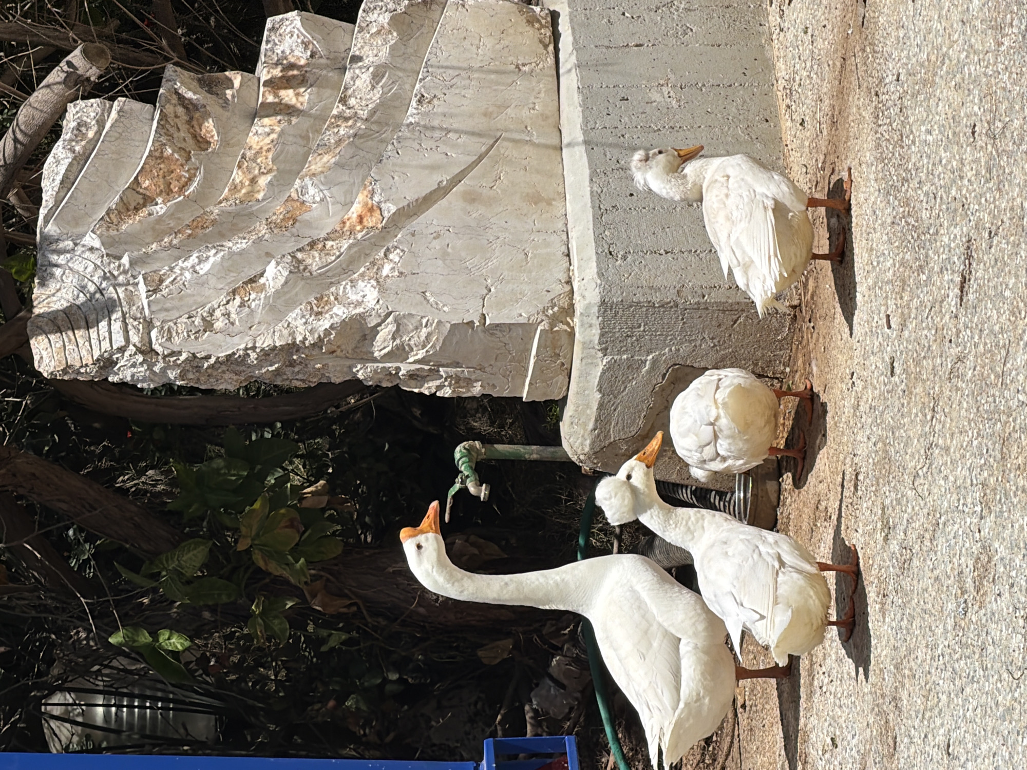 White geese and ducks spotted in sunny Tel Aviv outdoor area