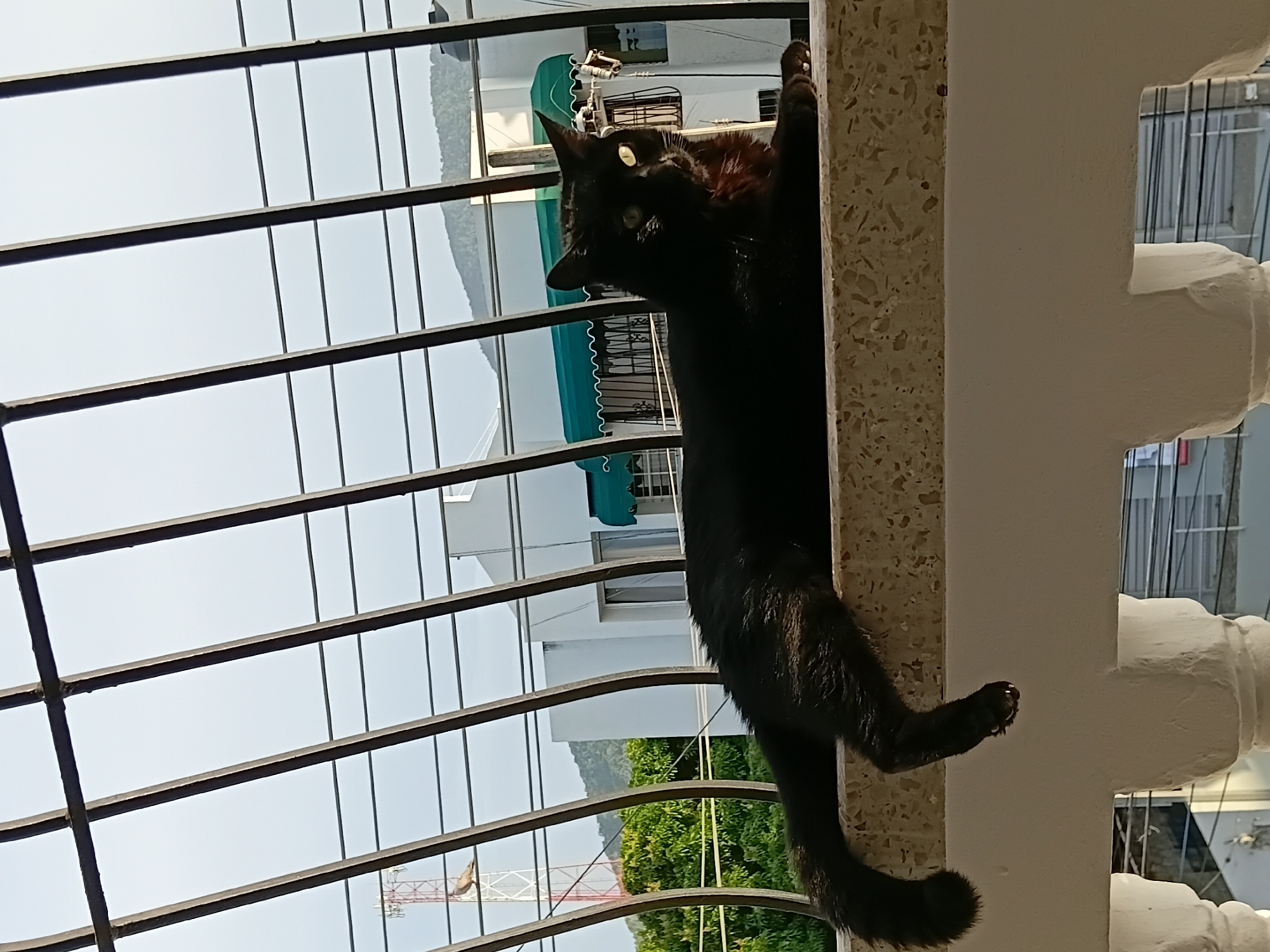 Laid-back evening scene in Puerto Plata — cat, beer, streets