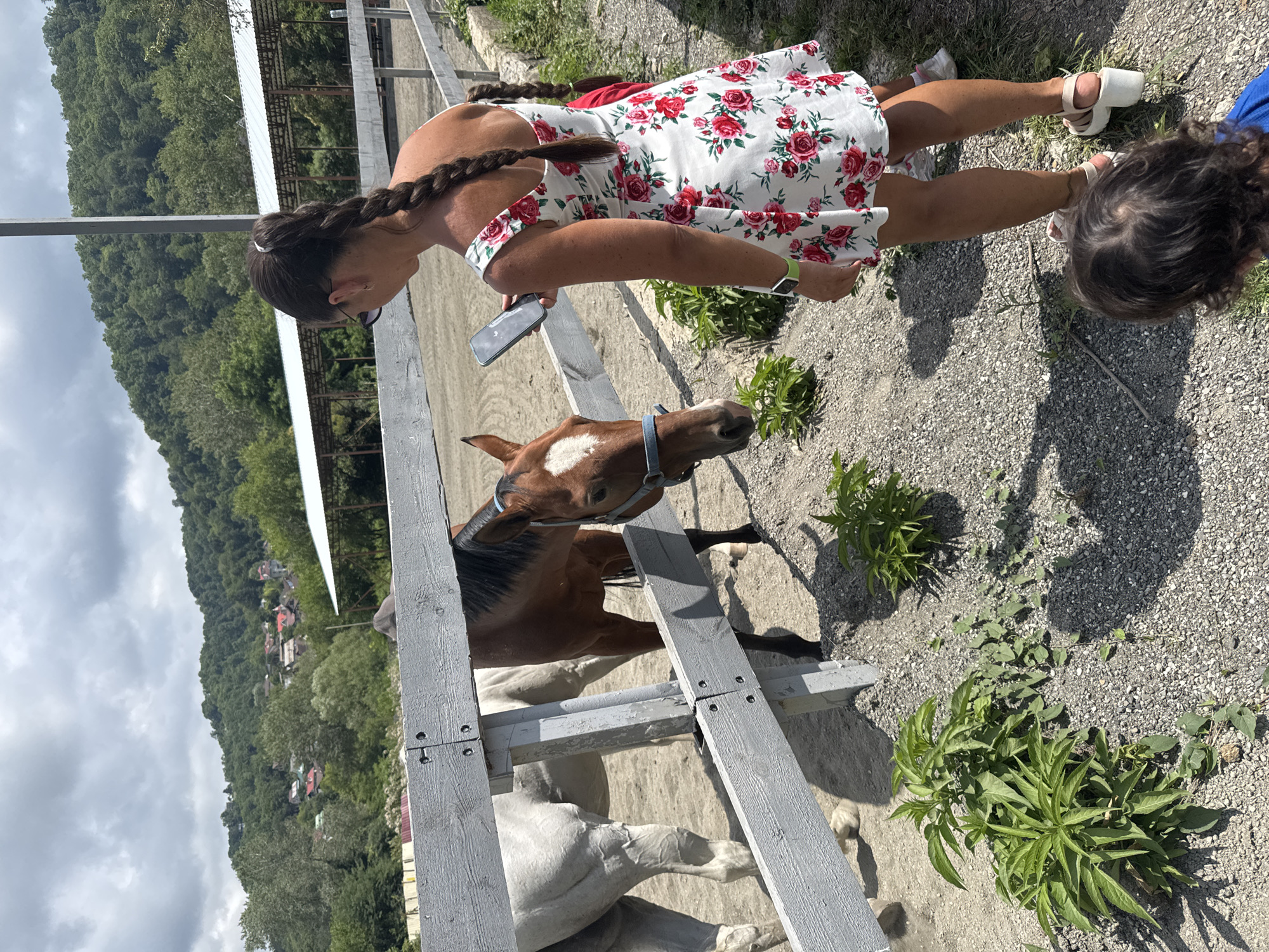 Morning at a Sochi horse stable, feeding and meeting the horses