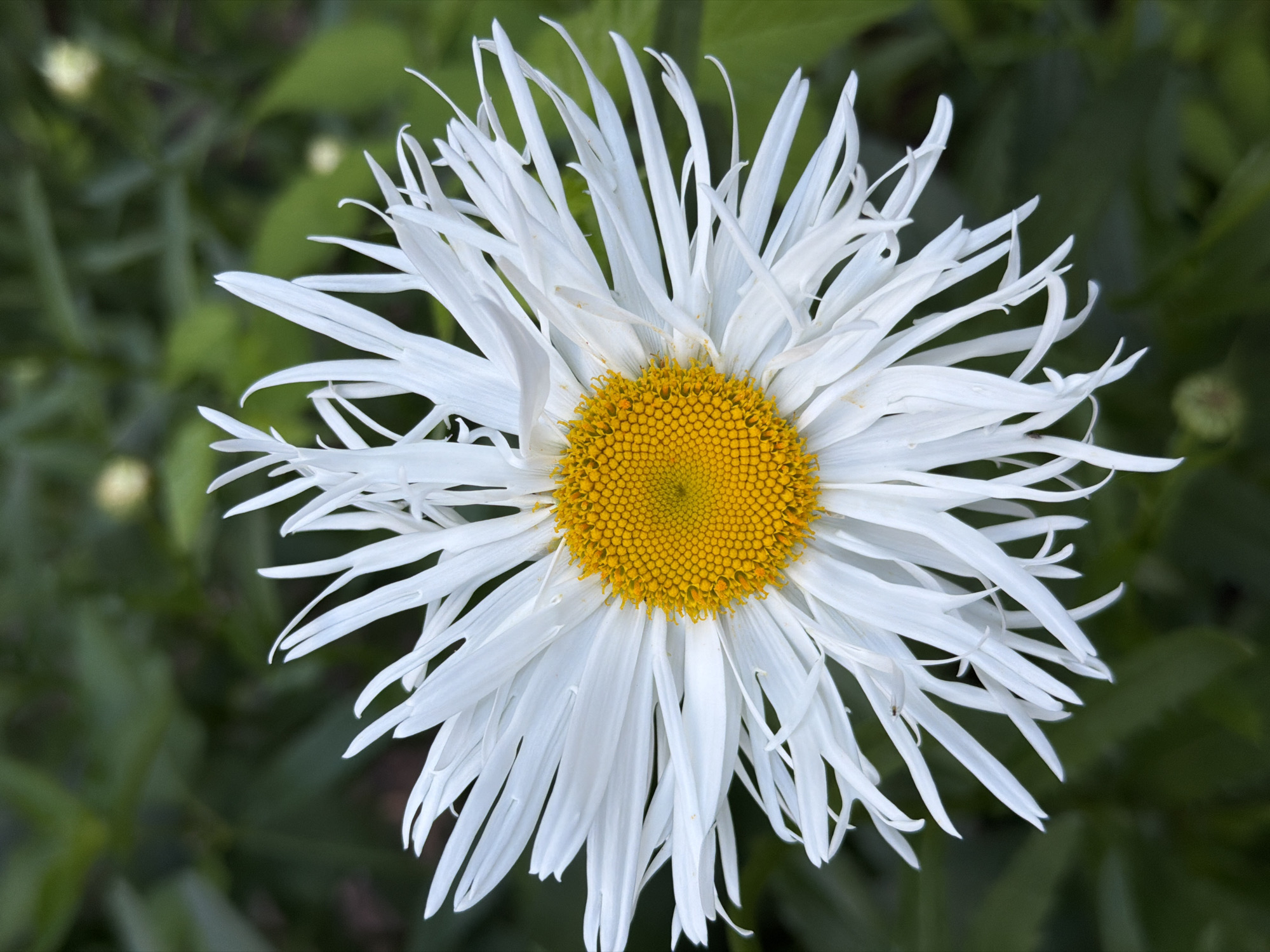 Macro details of flowers, bark, and plants in Vilnius