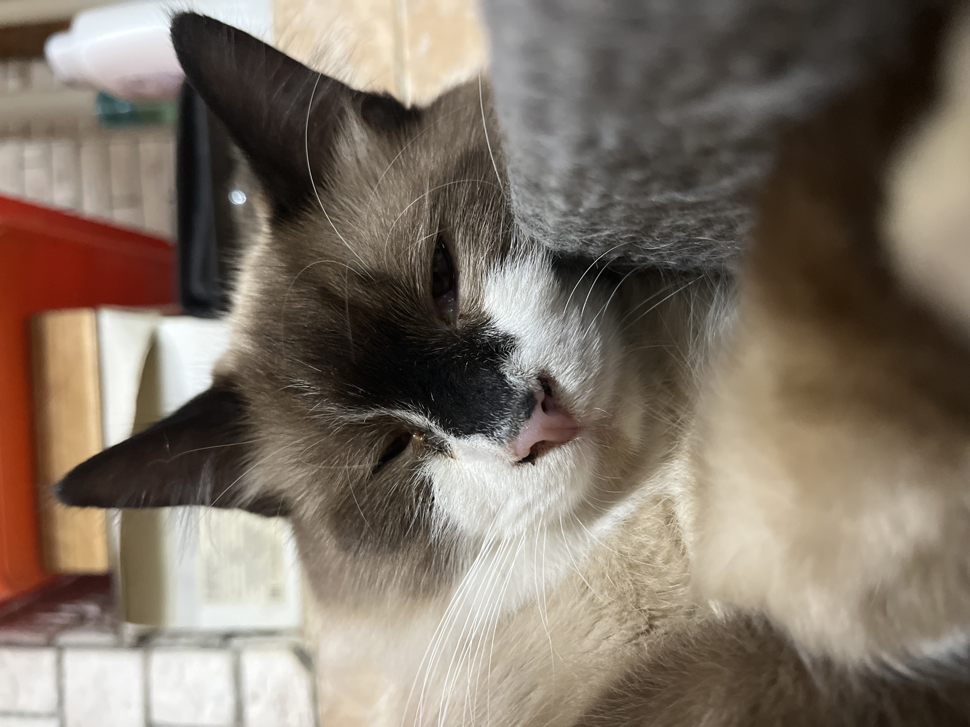 Cat rests peacefully in grey bed during afternoon nap