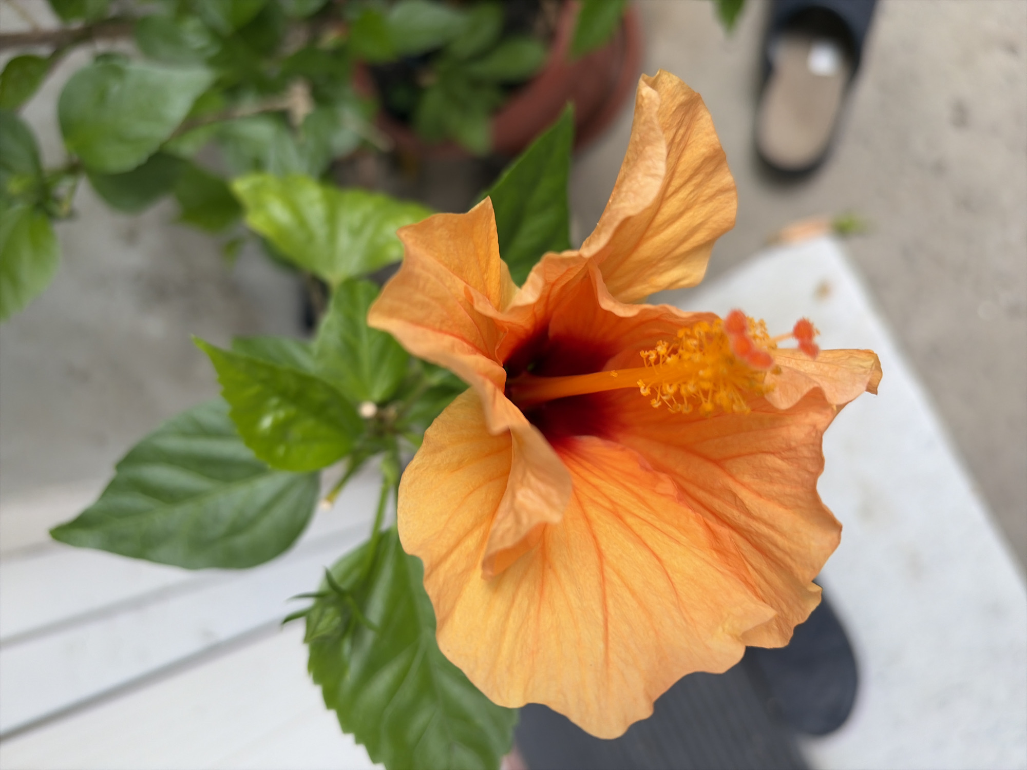 Close-up garden flower series from Sveti Vlas, Bulgaria