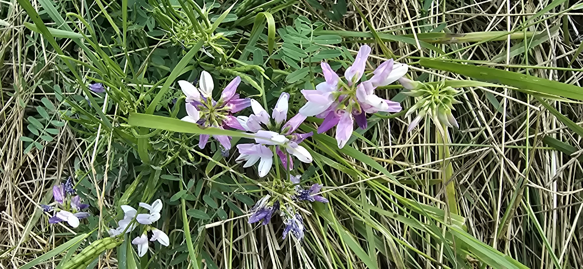 Wildflowers and forest trails in a Chișinău park