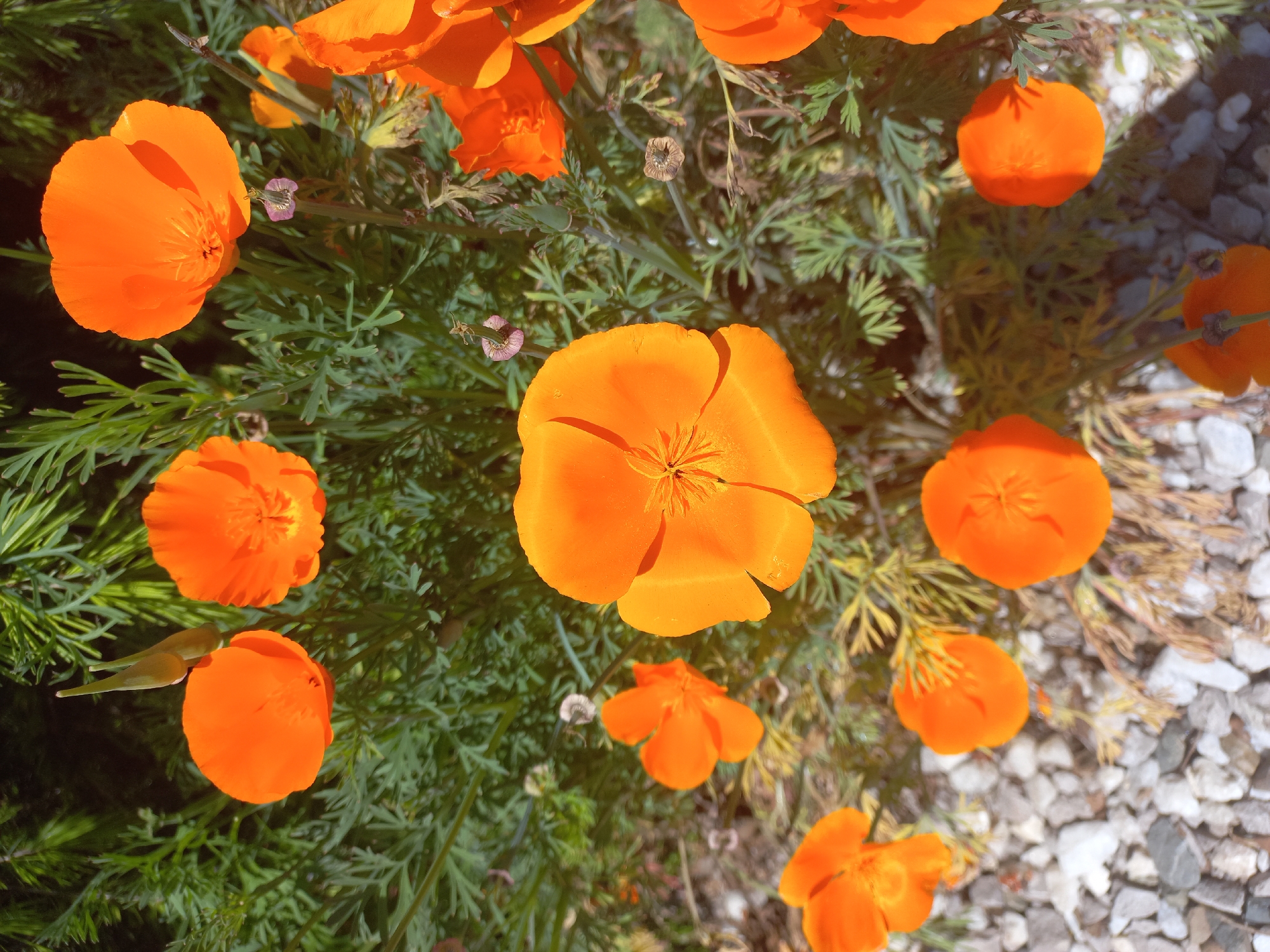 Spring garden blooms and cats observed in Sochi
