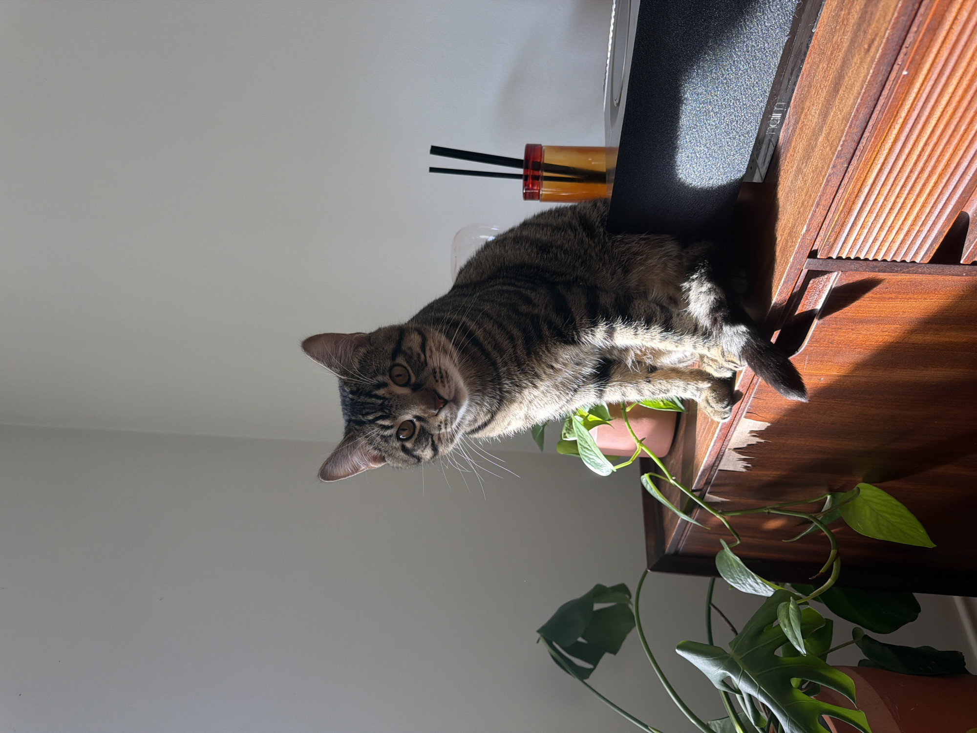 Tabby cat photographed resting beside potted plant in Kent