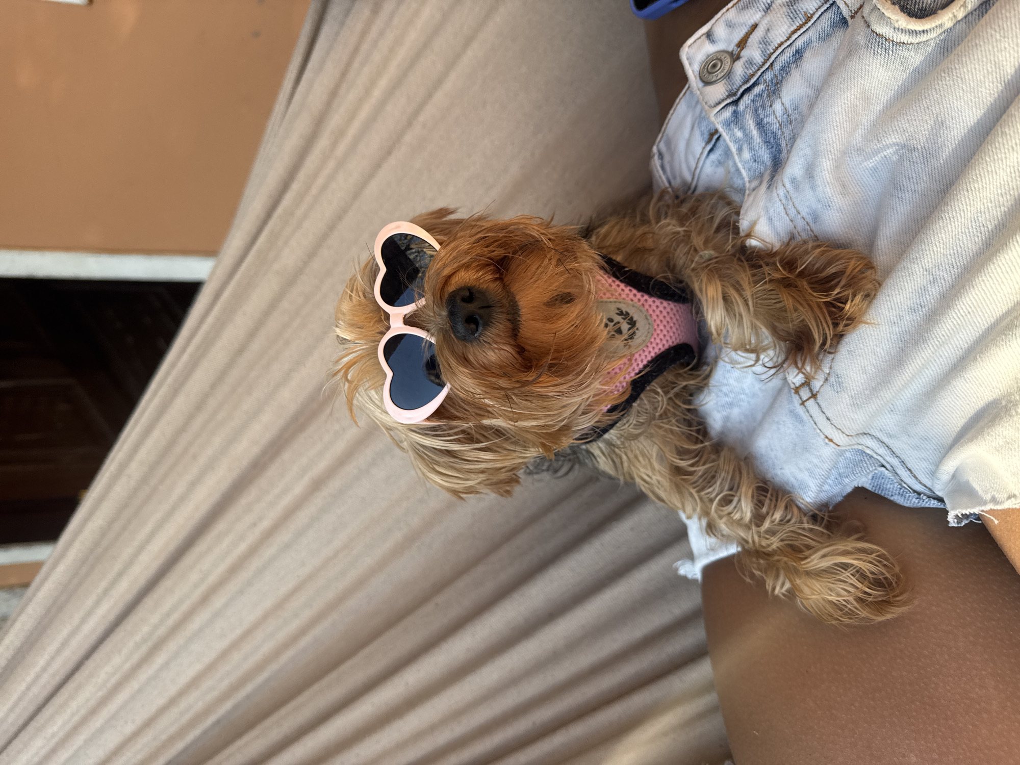 Small dog spotted wearing pink accessories in Cabo Frio