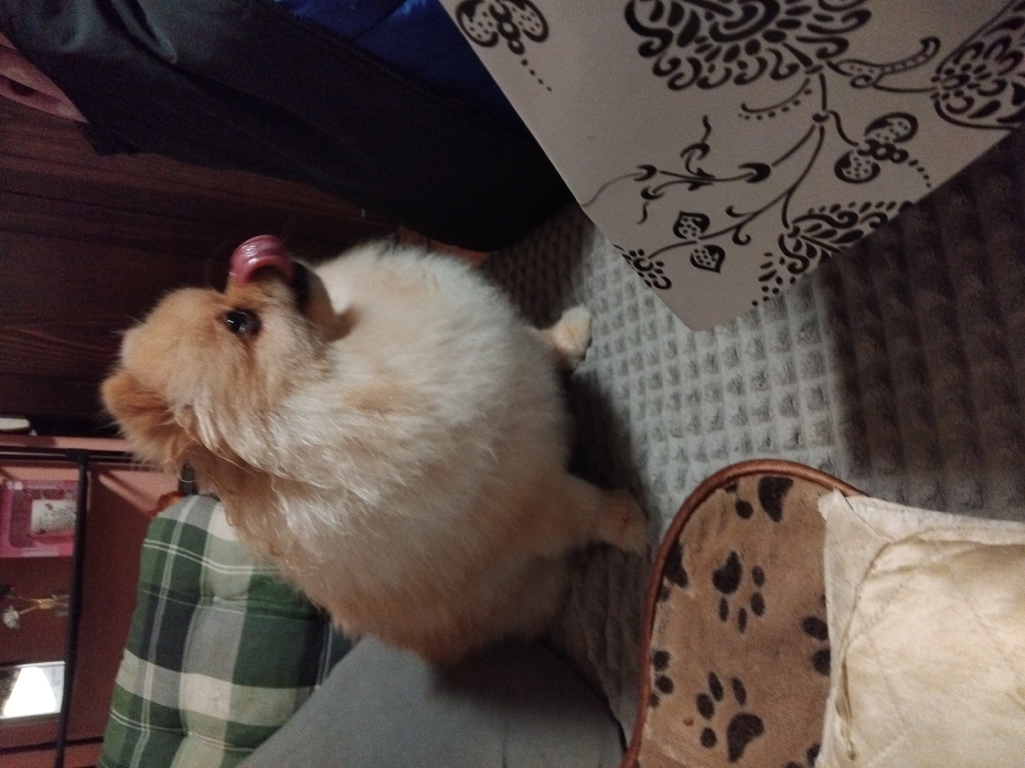 Pomeranian dog spends quiet evening at home in Bulgarian town