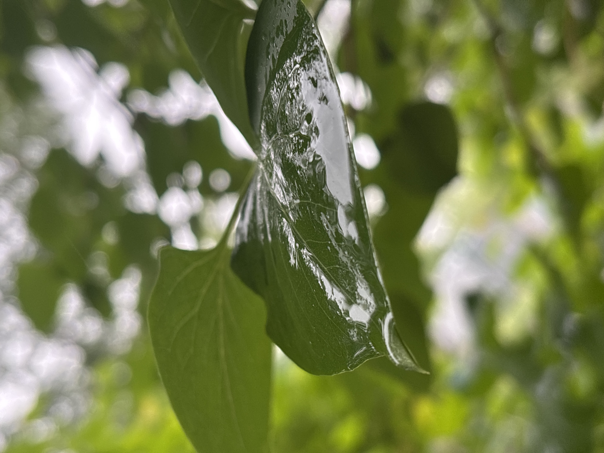 Morning rain documented through water drops and shelter-seeking
