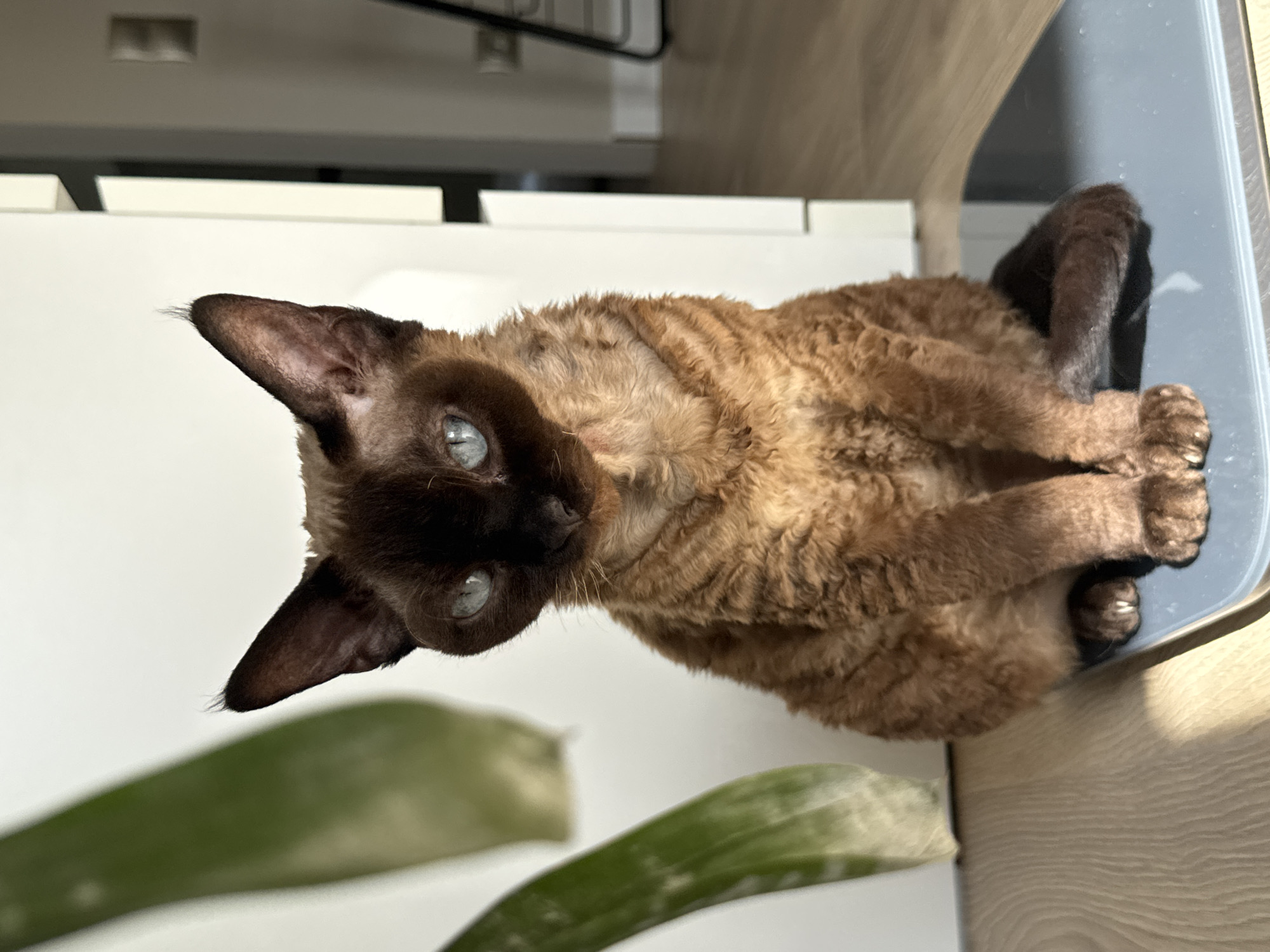 Devon Rex cat on a home scale in Carnikava