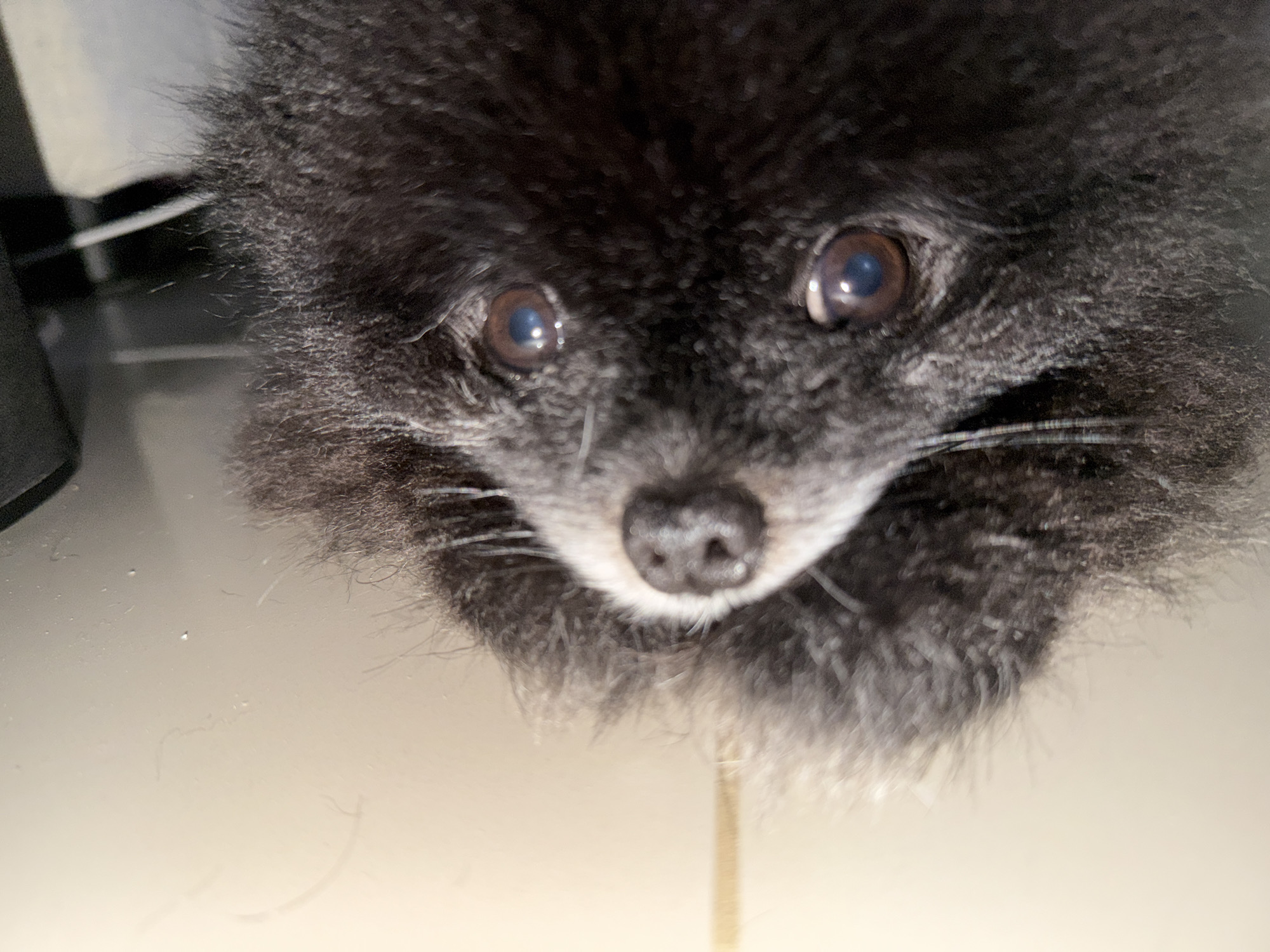 Rainy morning captured with pet dog in Kathu residential area