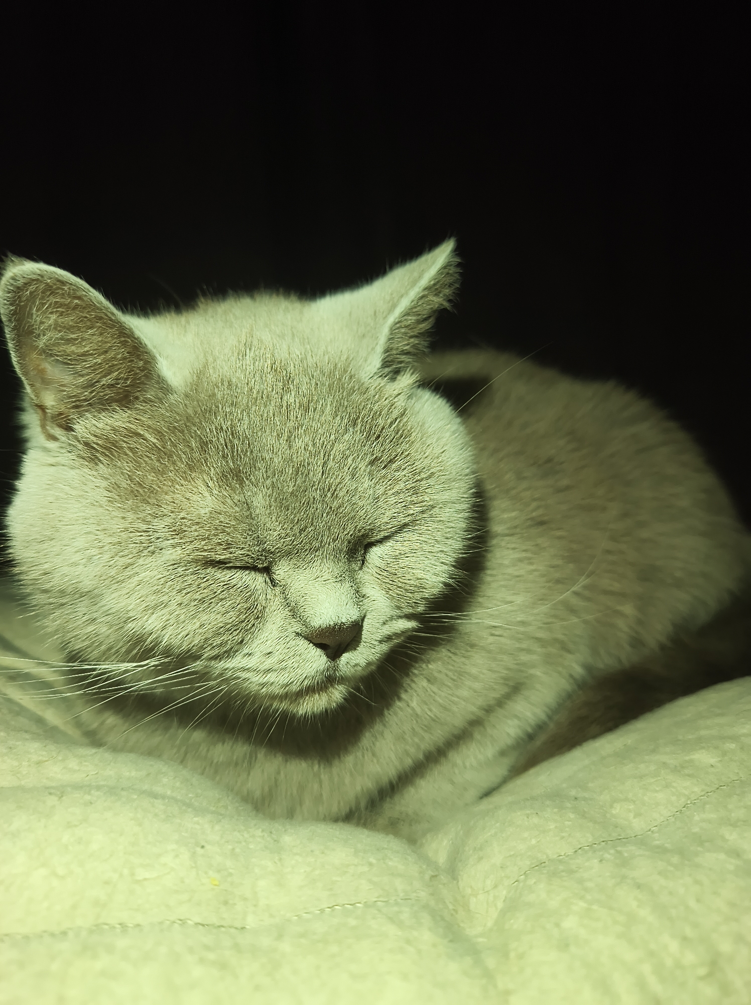 Grey British Shorthair at home in Ternopil, evening light.