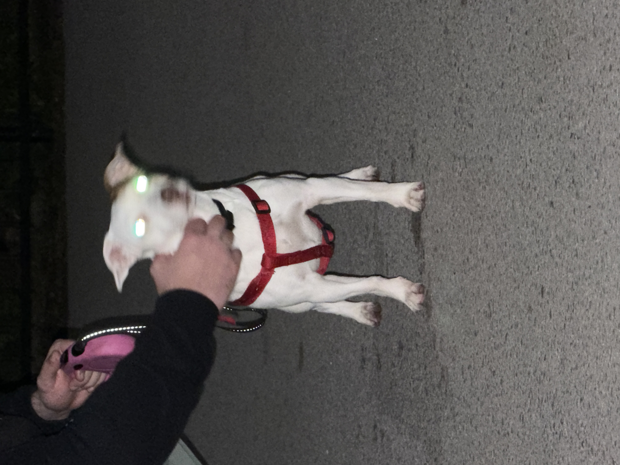 Dog in red harness spotted in Sofia evening scene