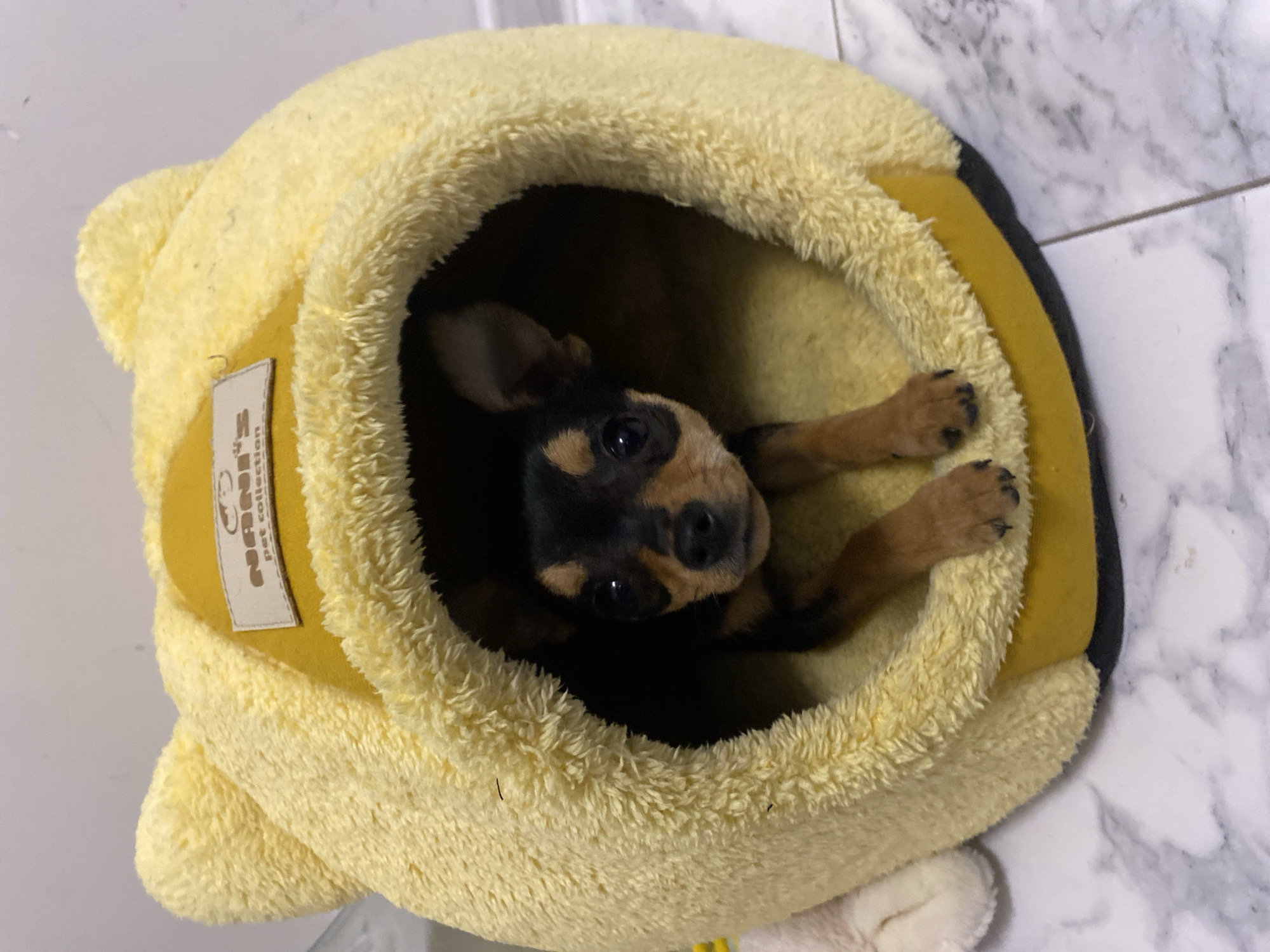 Small puppy photographed in cozy moments in Asenovgrad home