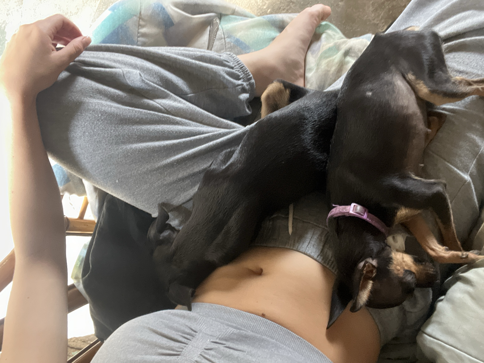 Pack of Miniature Pinschers lounging at home in Juan Griego