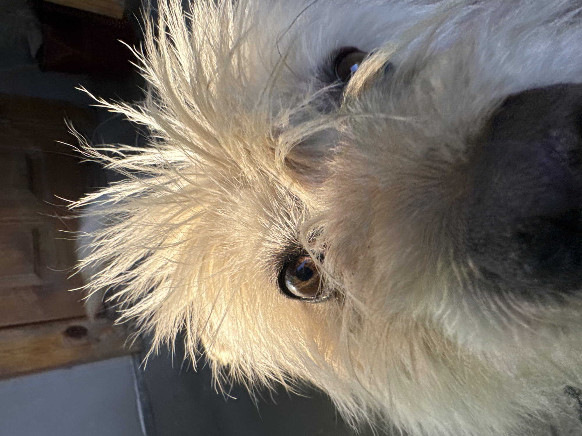 Scruffy chained dog photographed extensively in Navahrudak backyard
