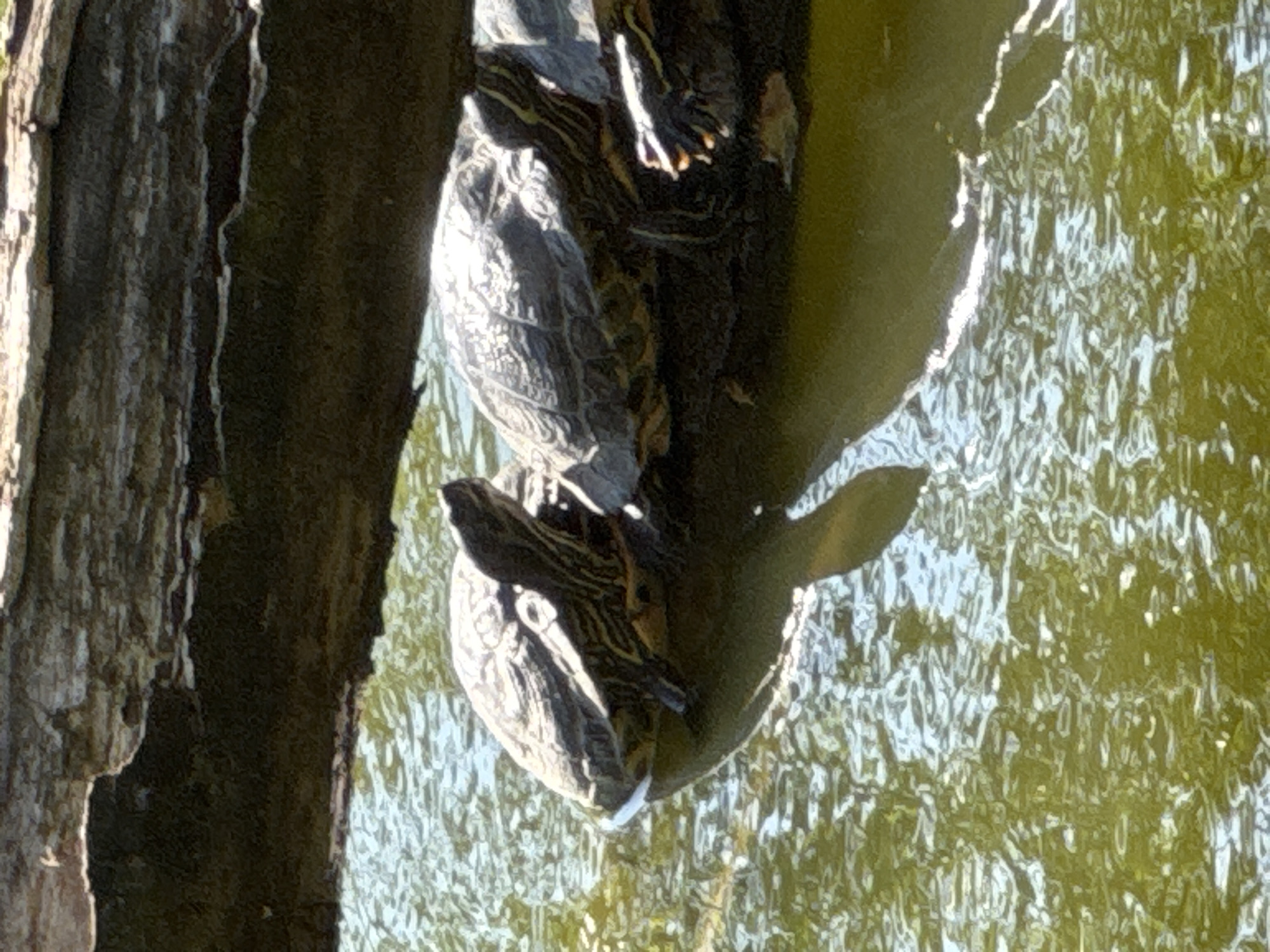Three turtles basking on a log over a green pond