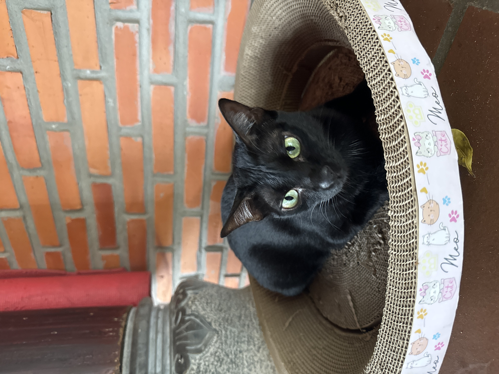 Black cat rests in decorated scratcher in Mũi Né