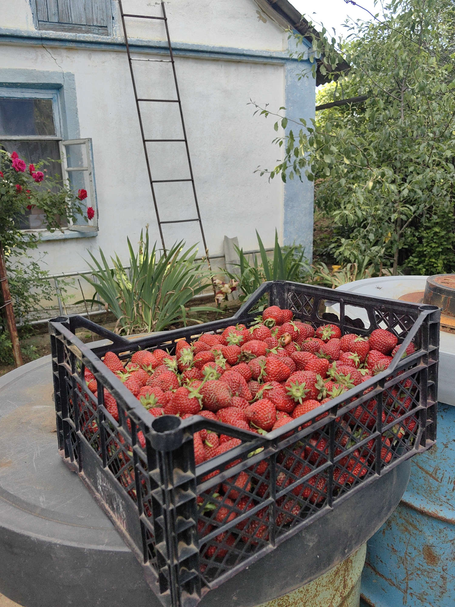 Rural Ukraine woman documents village life, flowers, strawberries