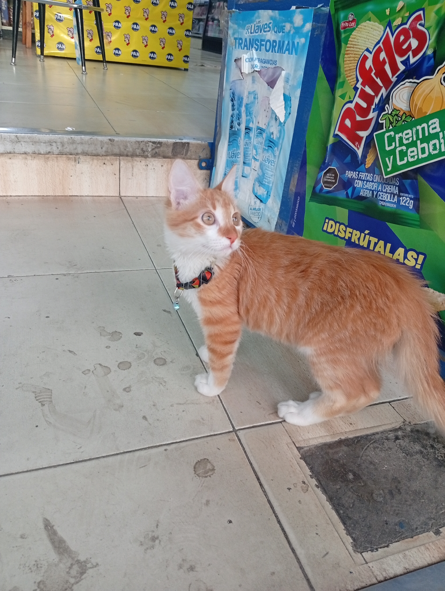 Collar-wearing kitten hangs out in front of a snack display