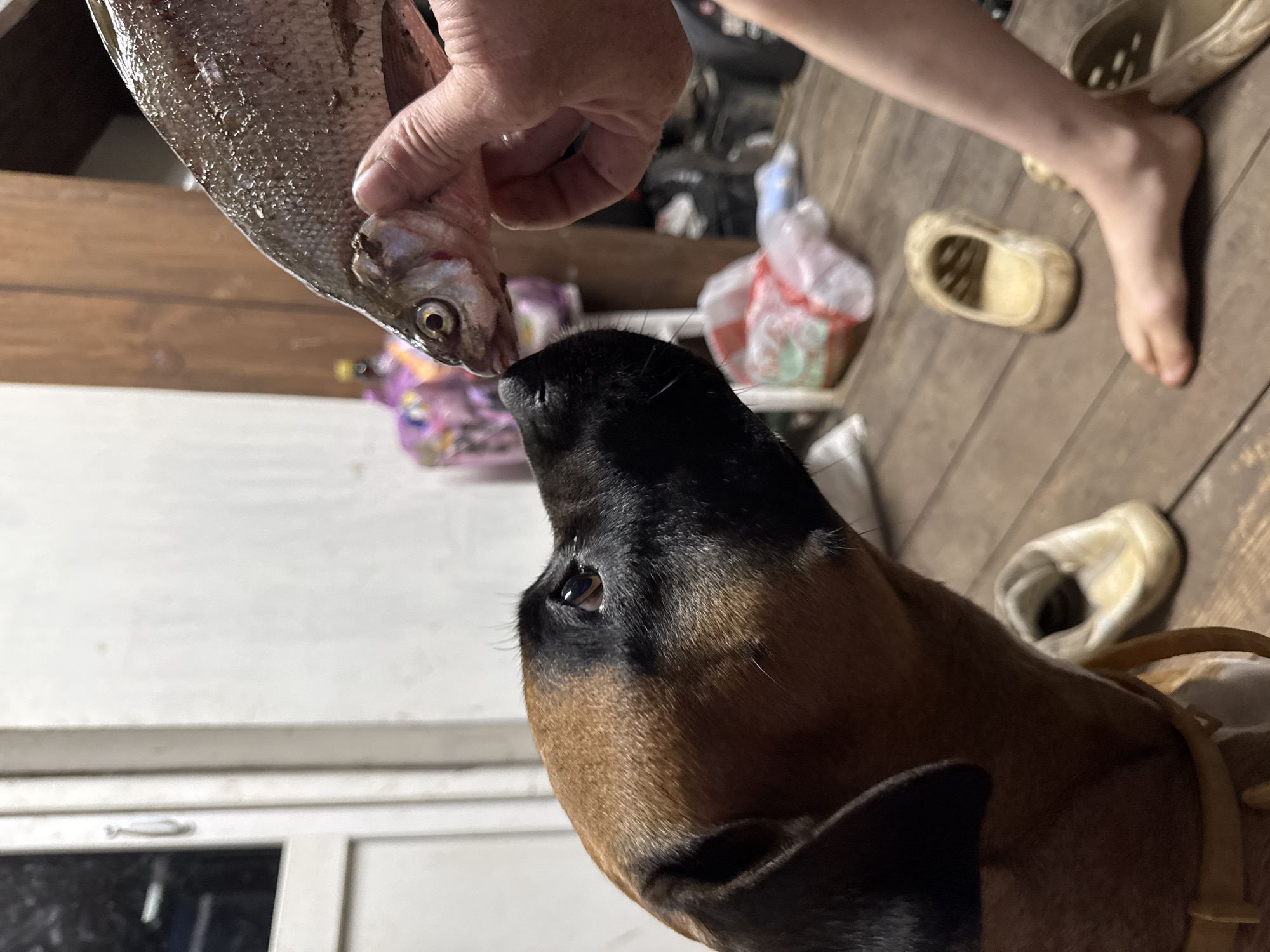 Fishing, a boxer dog, and roses in Chaikovsky