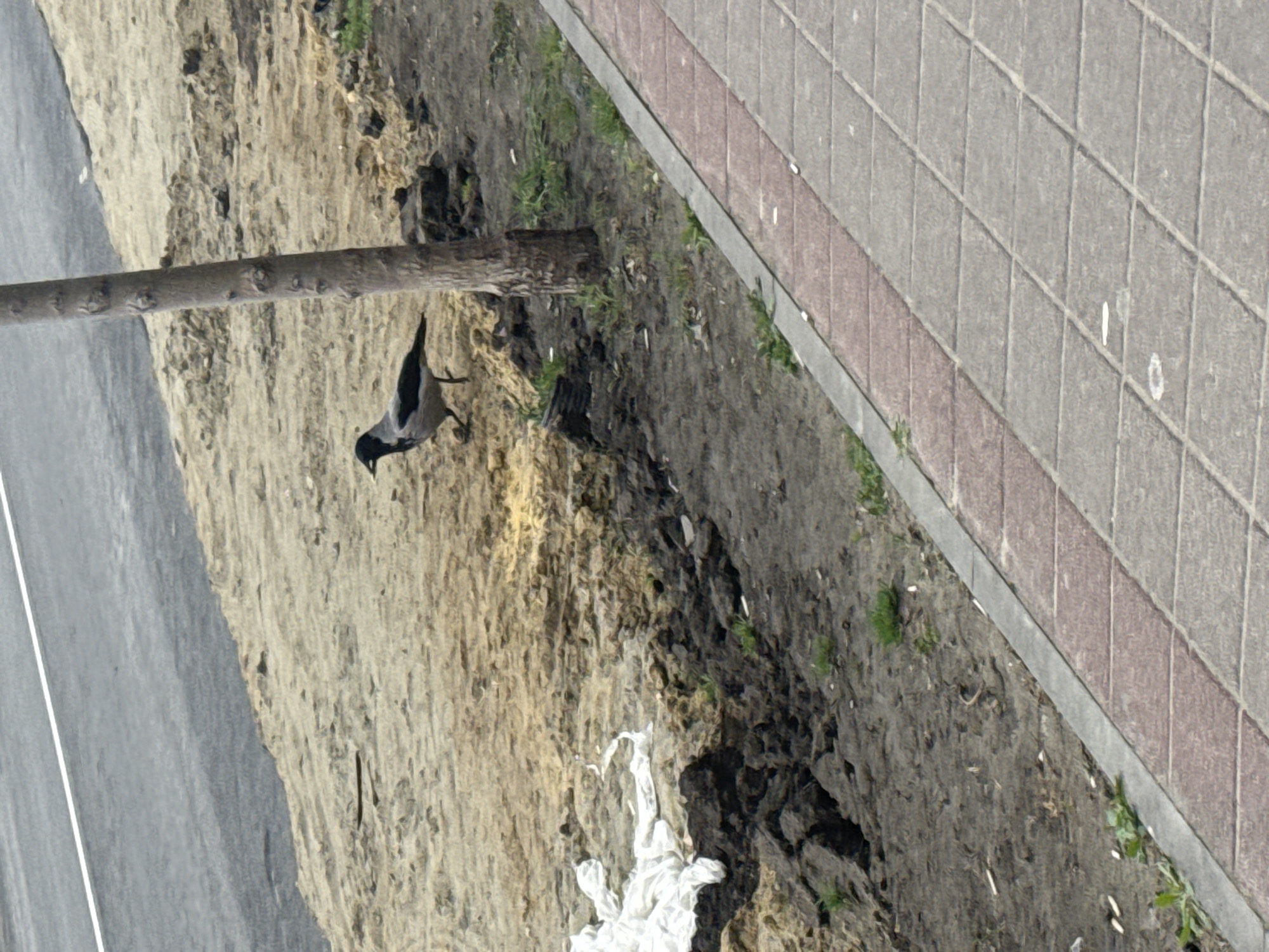 Urban wildlife spotted in multiple Anapa locations