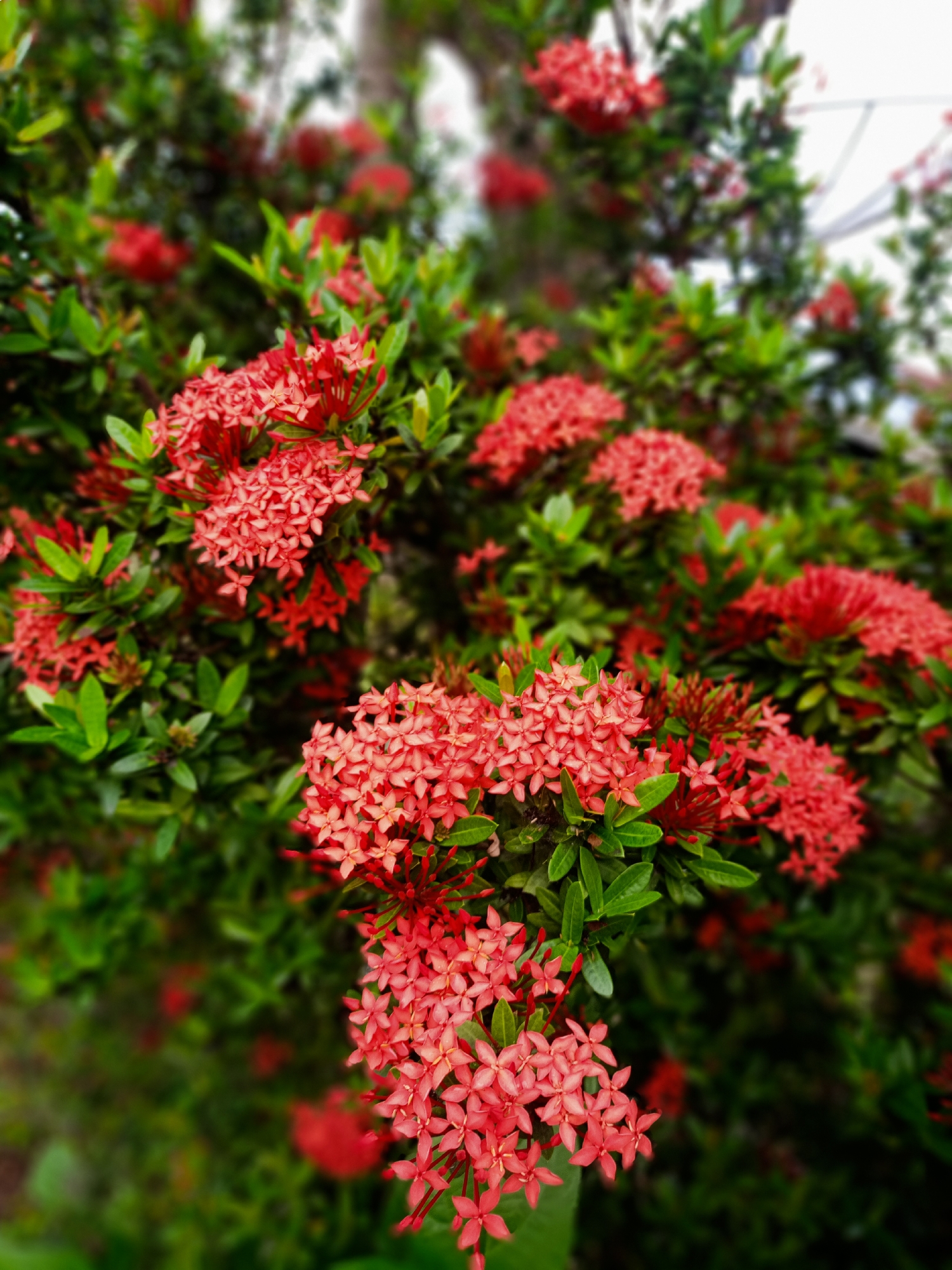 Flowering plants documented in early morning garden survey Indonesia