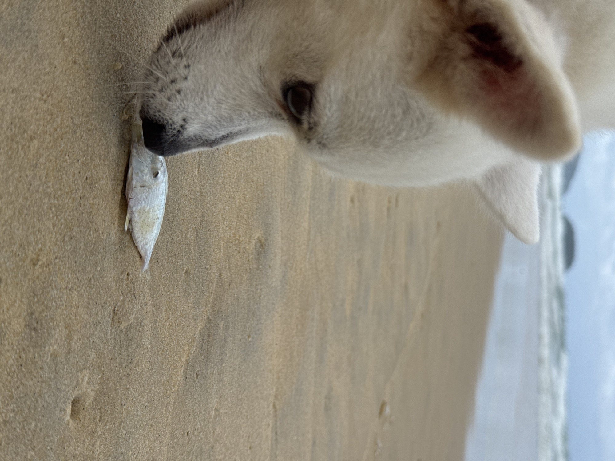 Beach dogs explore Karon shore, digging and sniffing a washed-up pufferfish