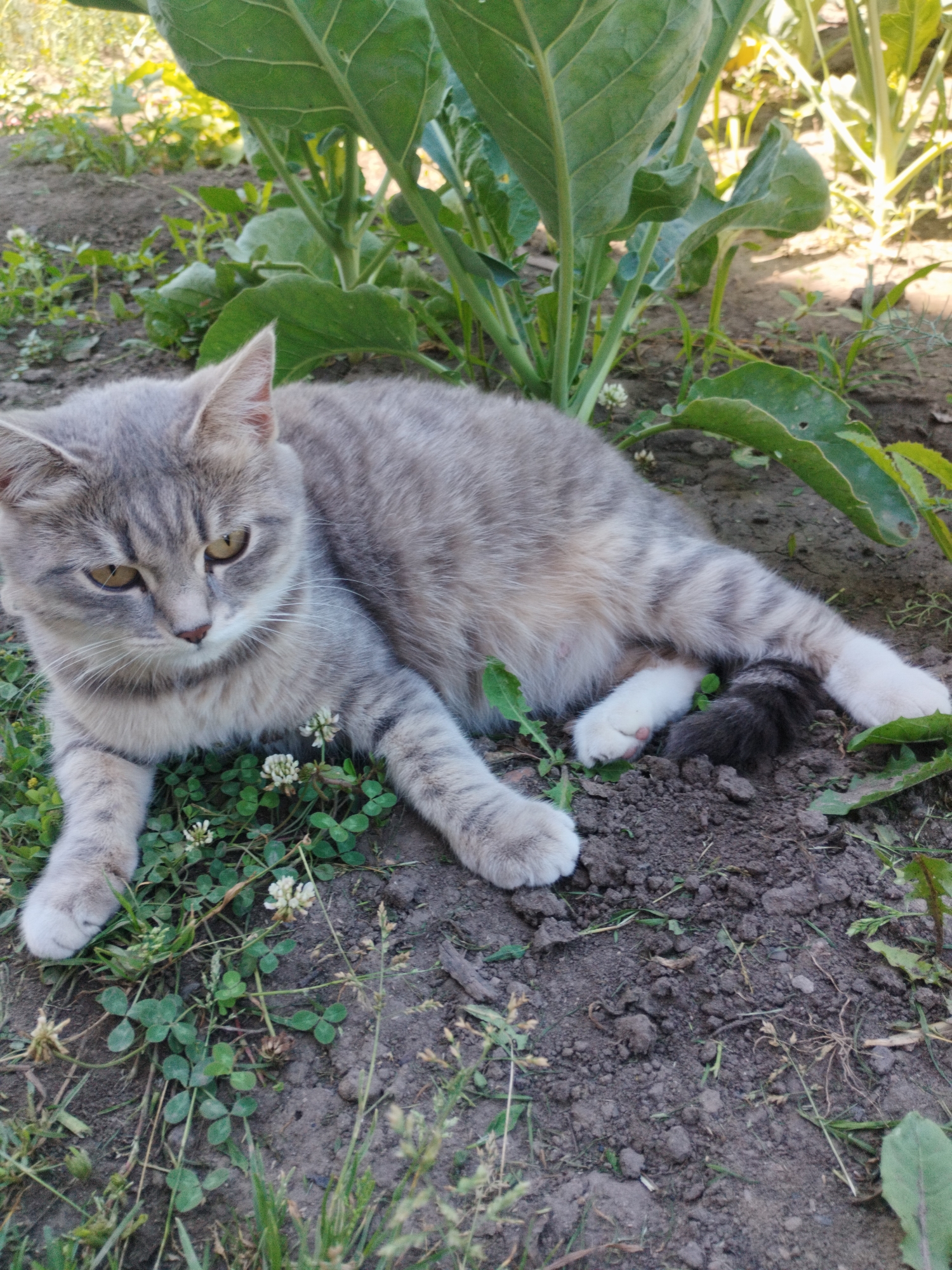 Cats, plants, and household odds and ends in Oskemen