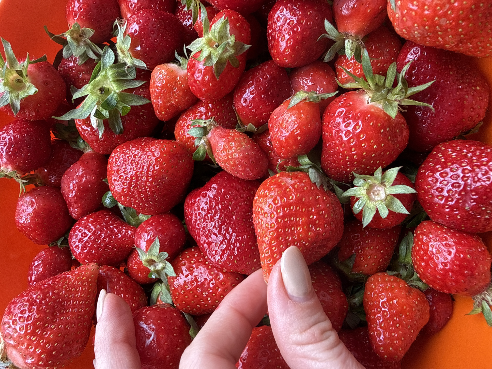 Food preparation with strawberries and cream in Zelenika
