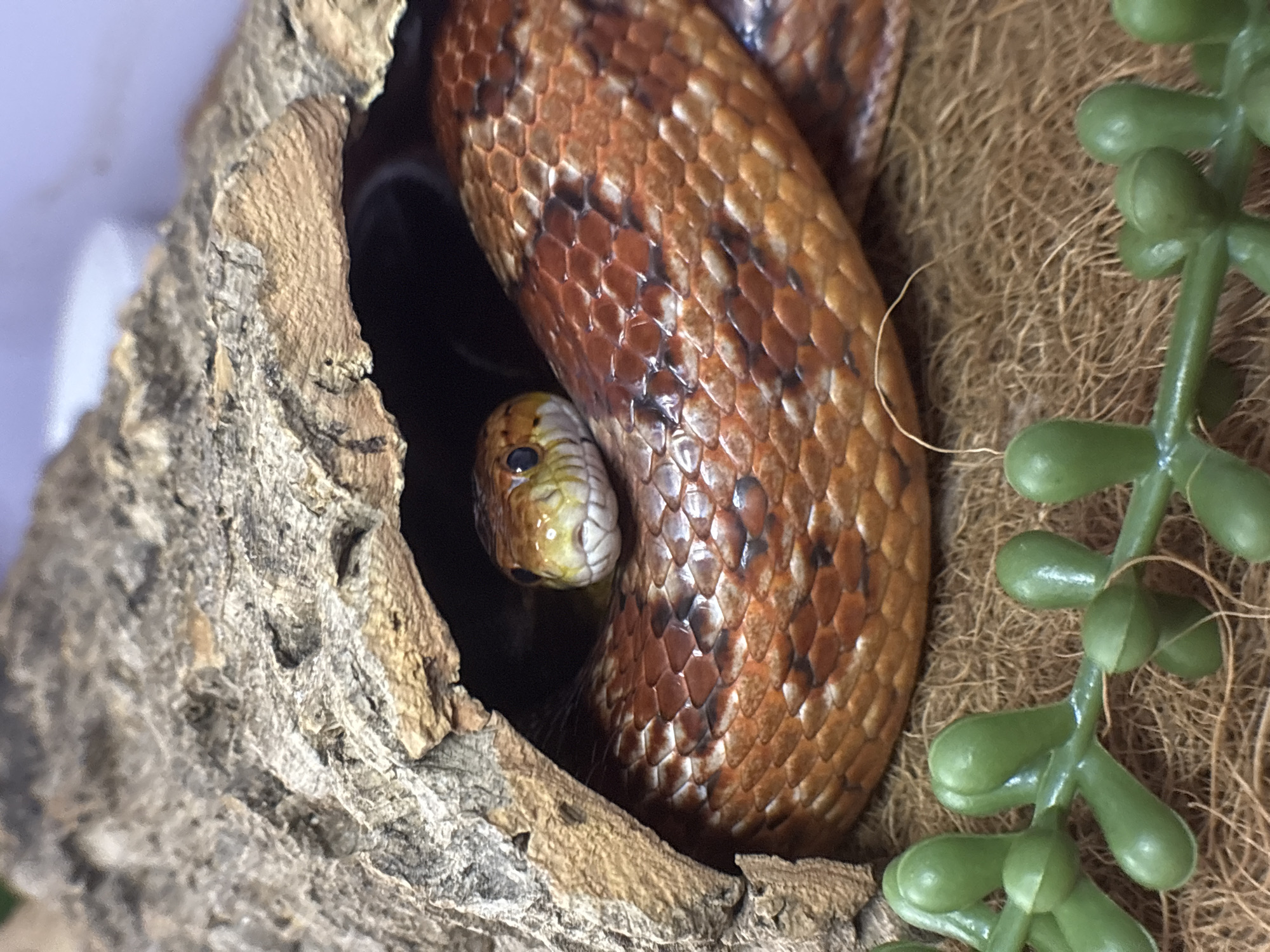 Lazy morning with pets: a dog, a snake, and a cat