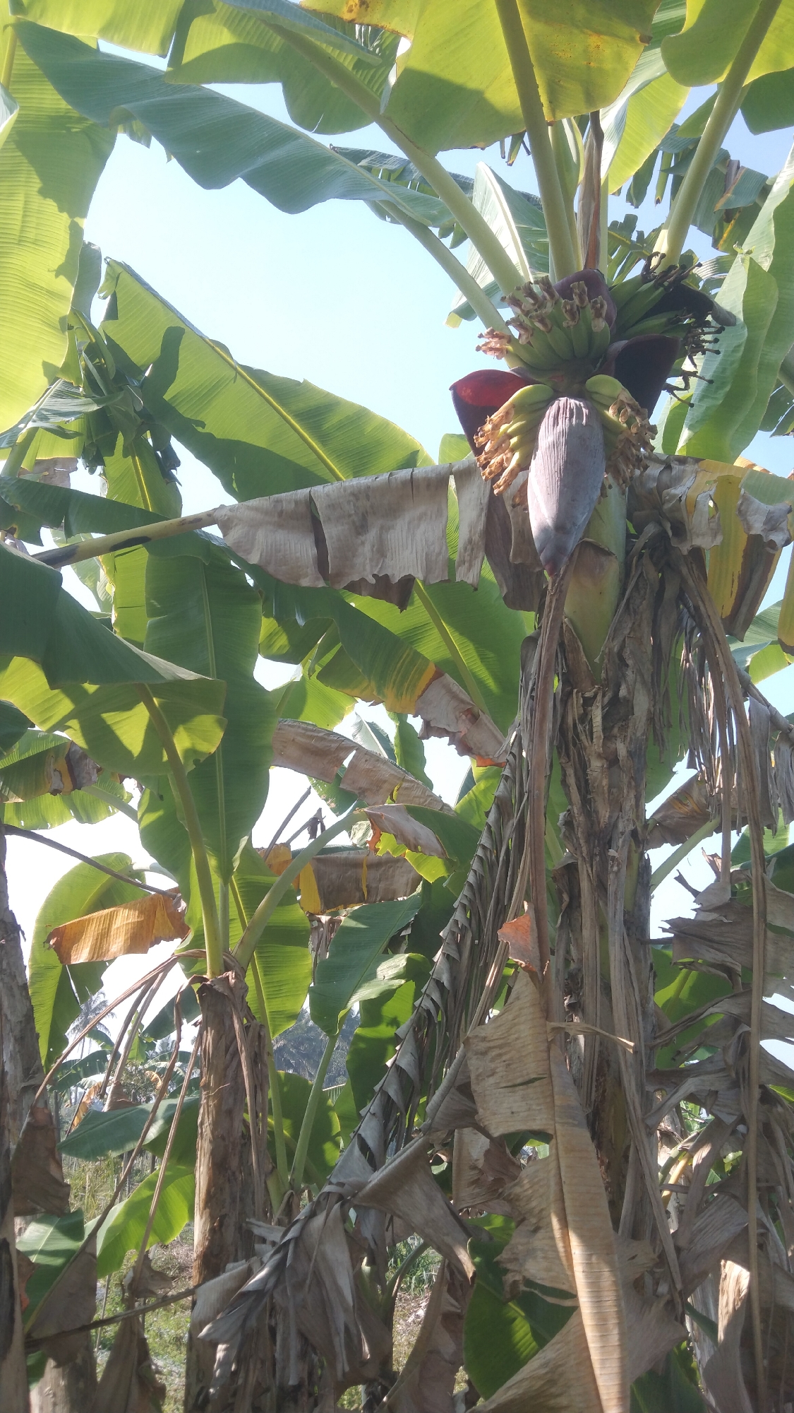 Rice paddies, banana trees, and fish in rural Argomulyo