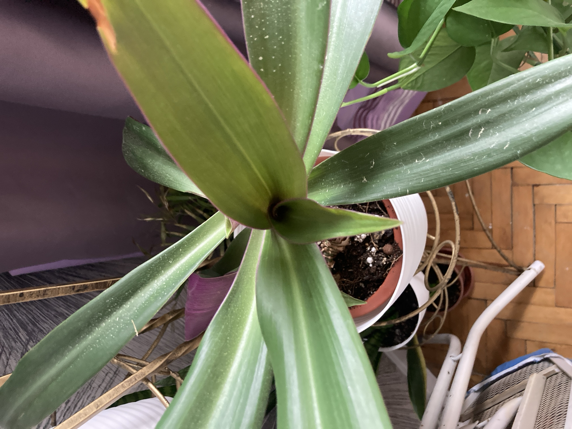 Houseplants and home aquarium life in Monino, Russia