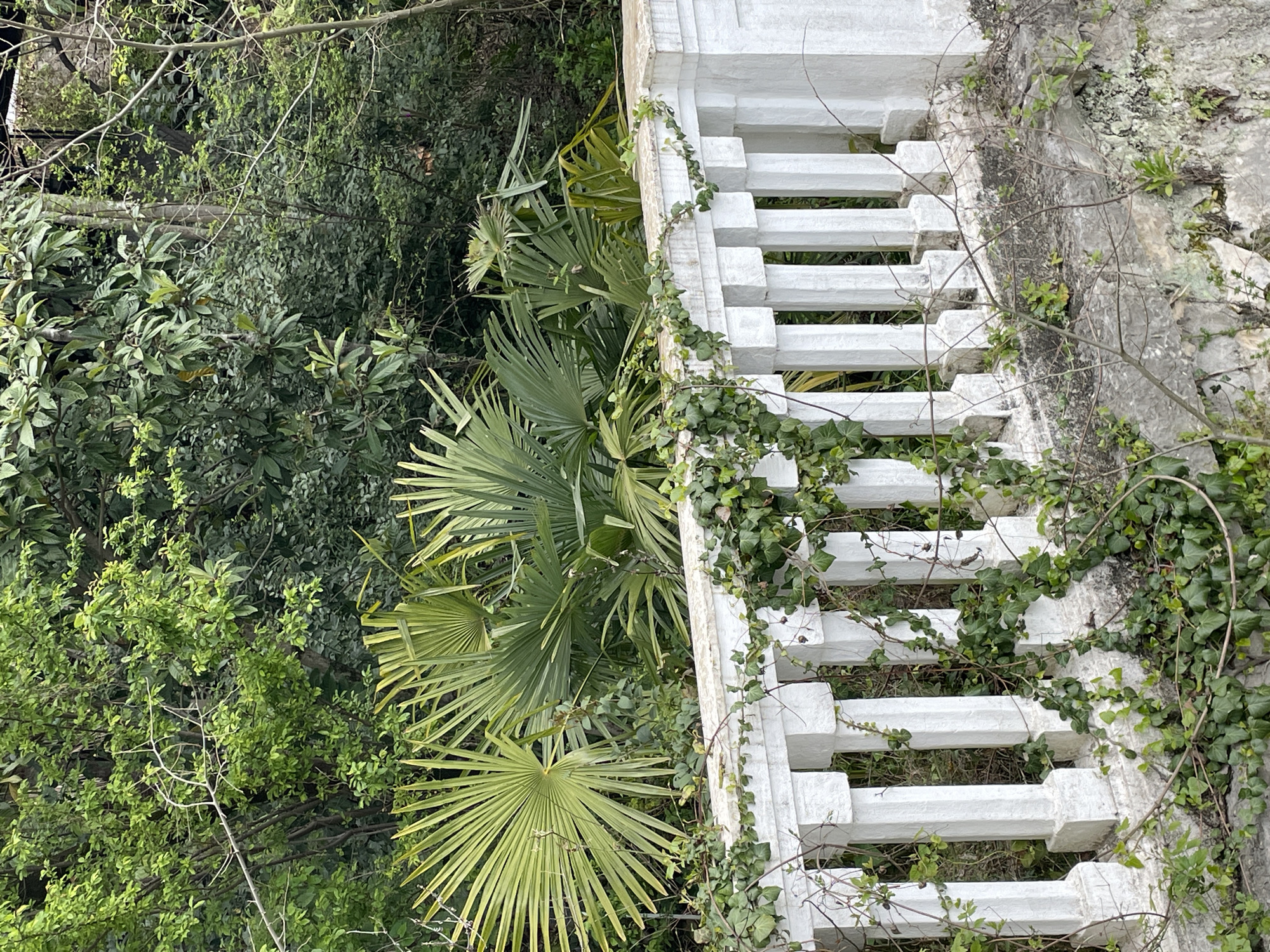 Ivy-covered balustrade observed amid lush vegetation in Abaata