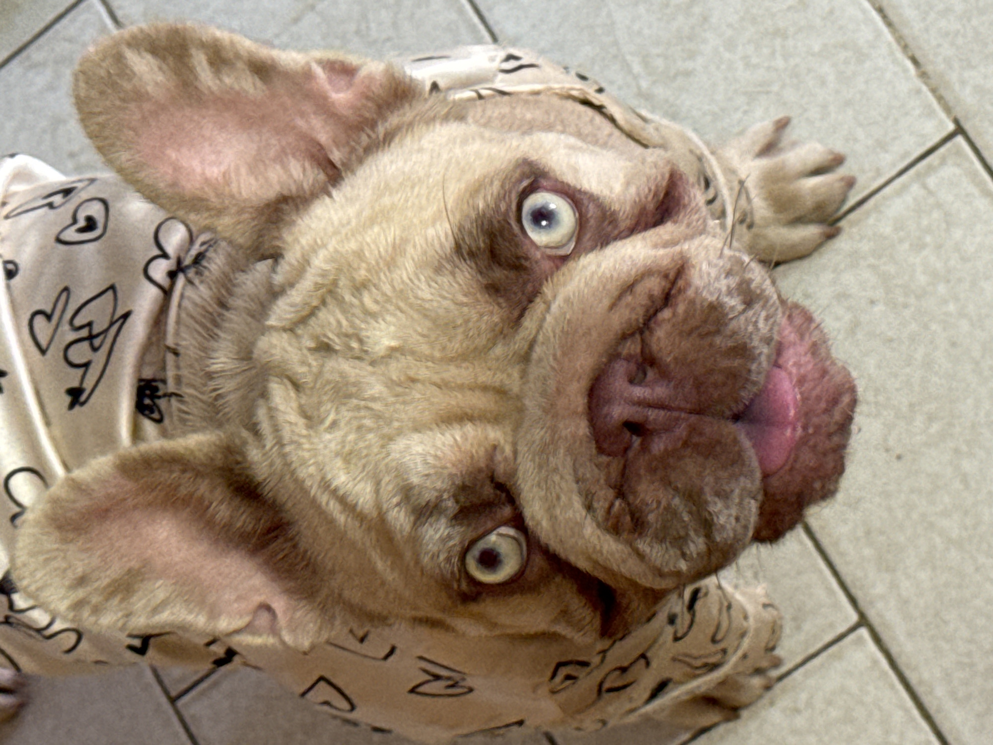 Morning at home with three French Bulldogs and fresh pastries