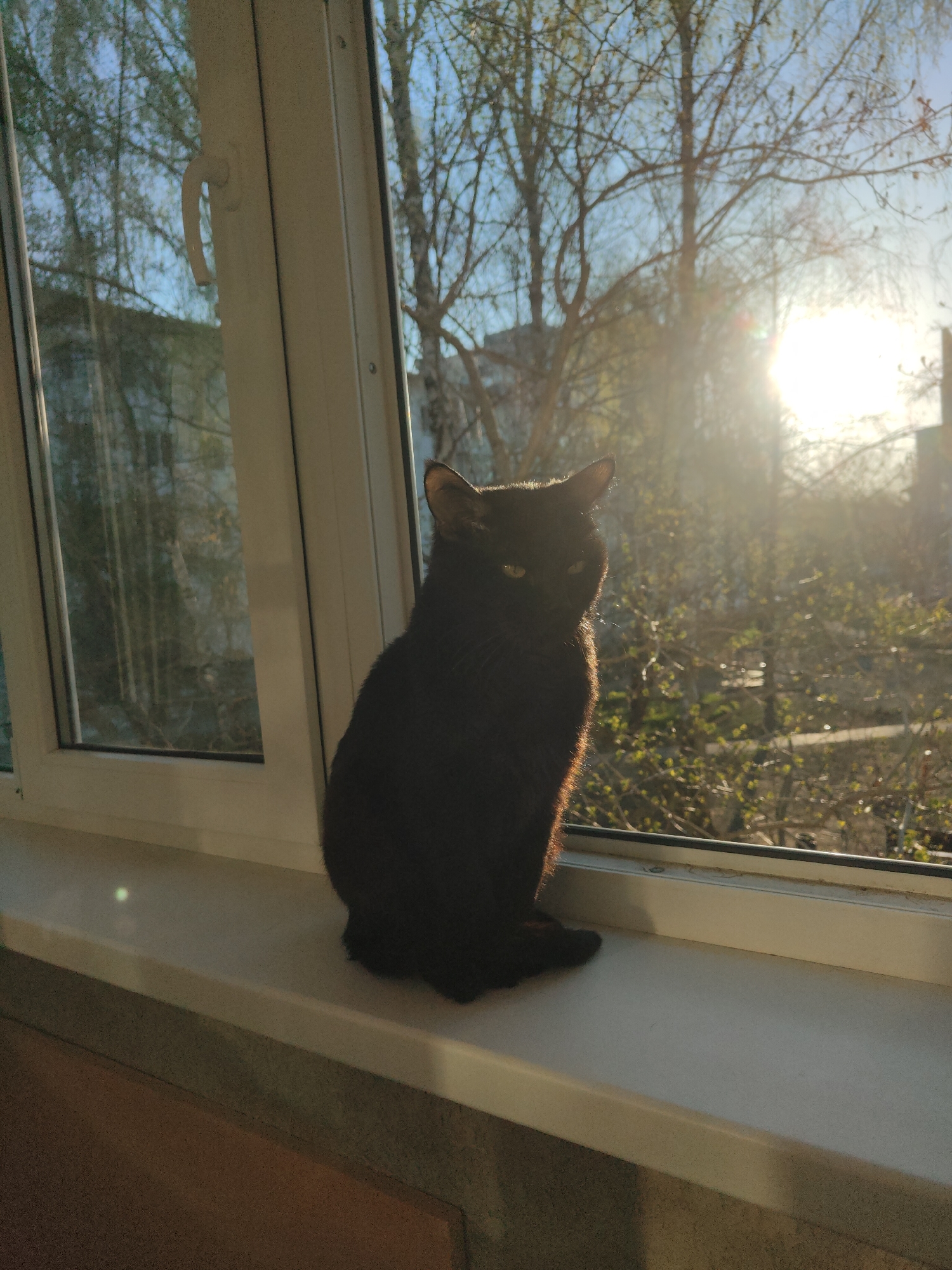 Black cat spotted on windowsill overlooking sunlit trees