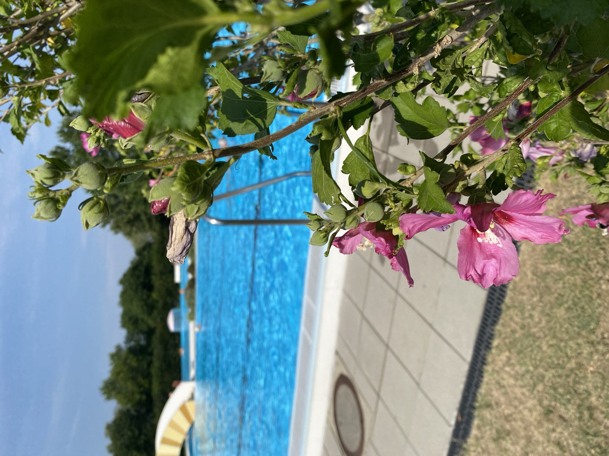 Hibiscus blooms and blue water at an Austrian backyard pool