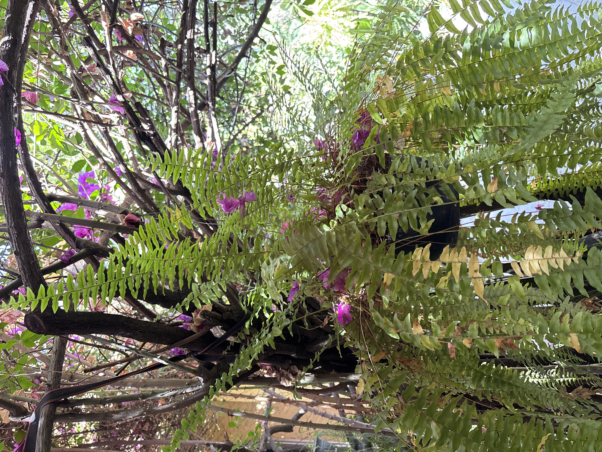 Garden scene with vibrant ferns documented in Mexico City
