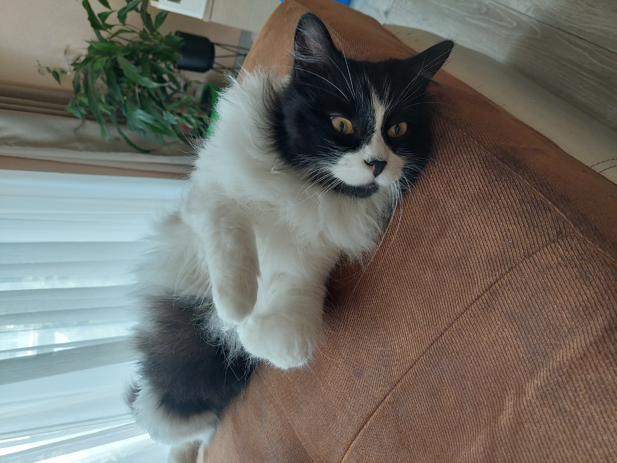 Cat rests on furniture in Plovdiv home