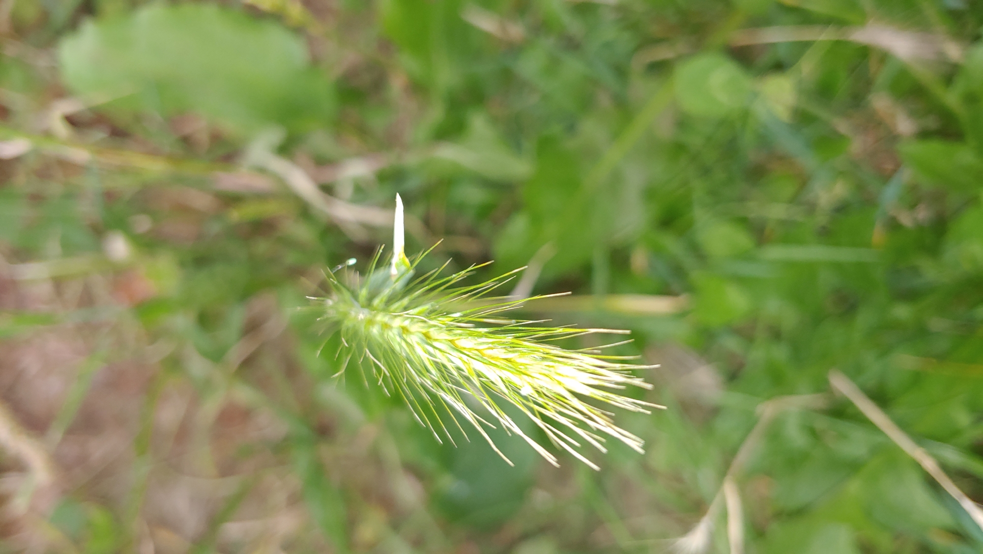 Macro details of plants, rust, and textures in Mukachevo