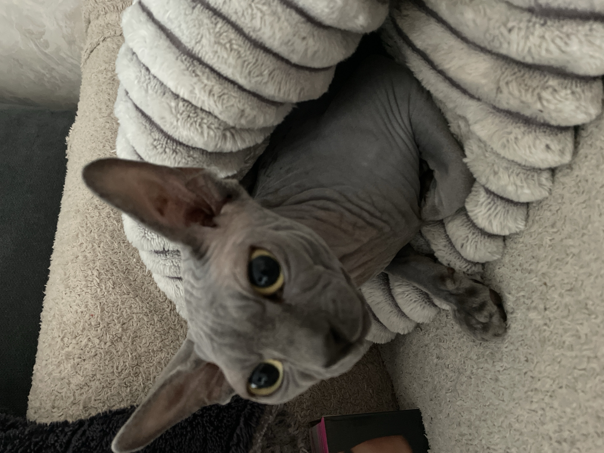 Cats observed resting and grooming in Krasnodar home