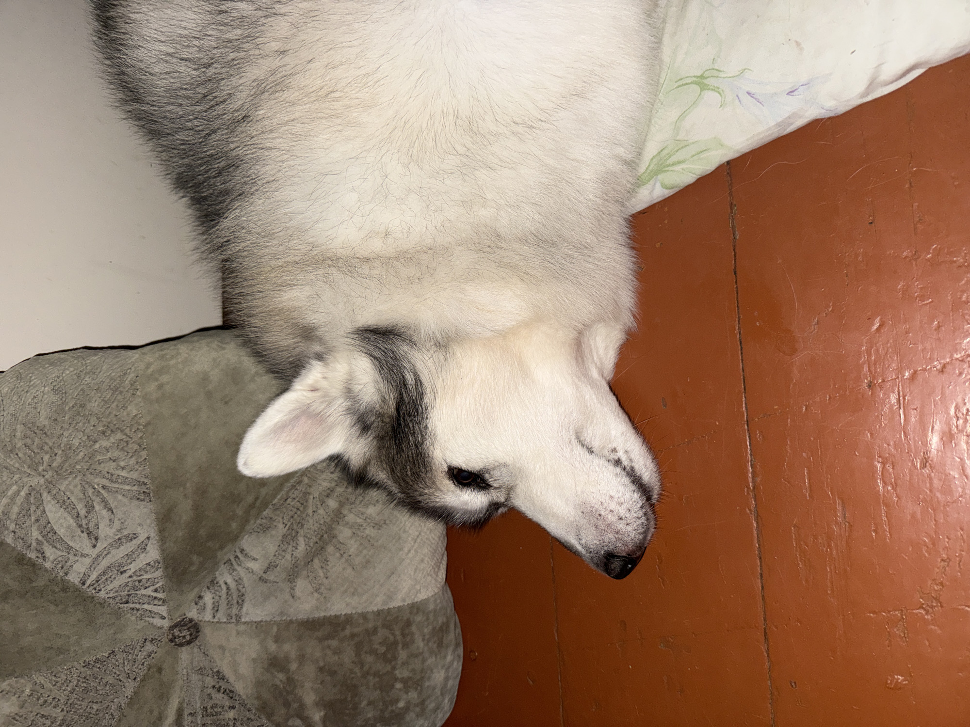 Husky lounging on a wooden floor, head on a patterned pillow