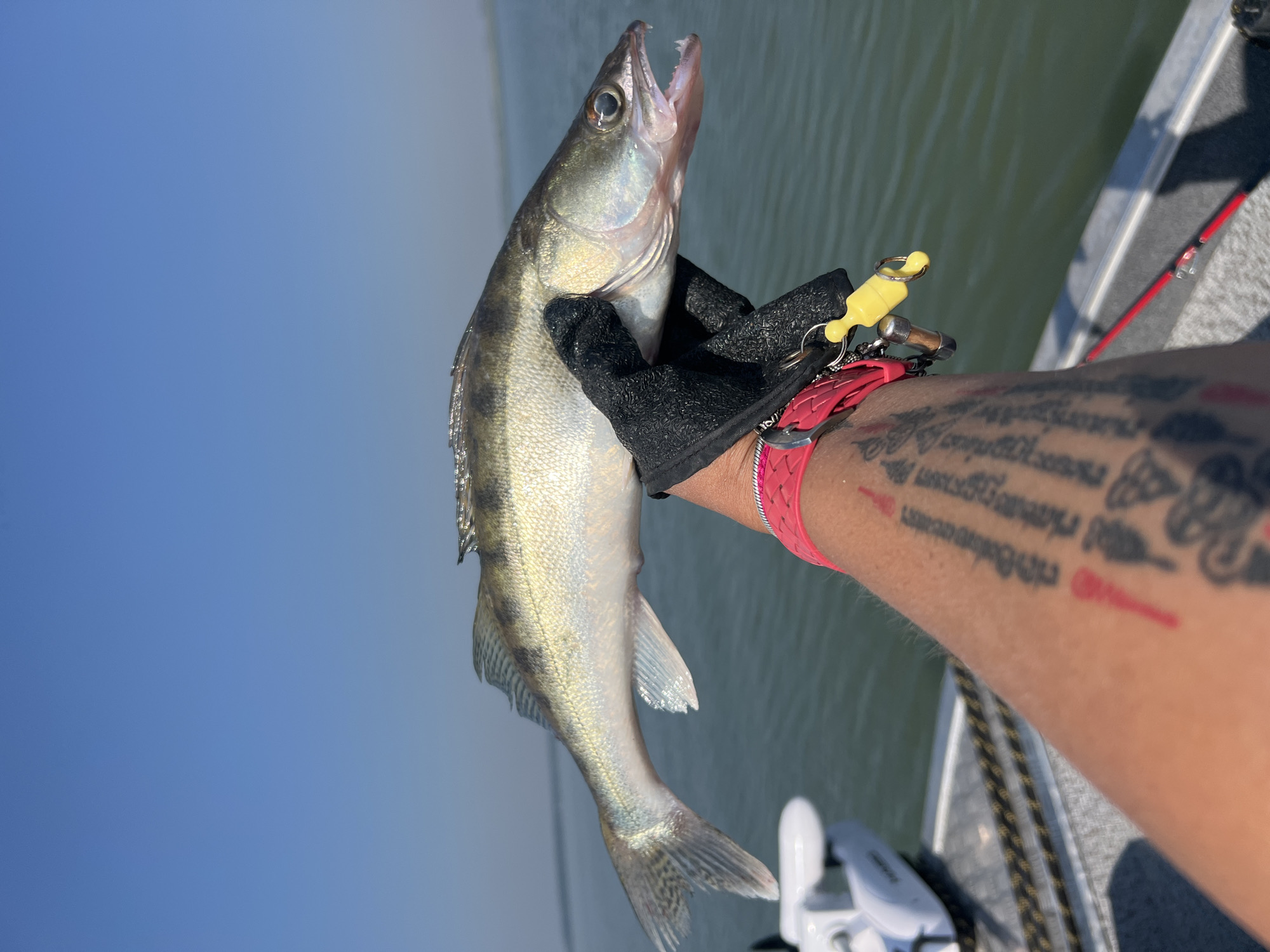 Zander catch on a calm Russian lake, summer morning