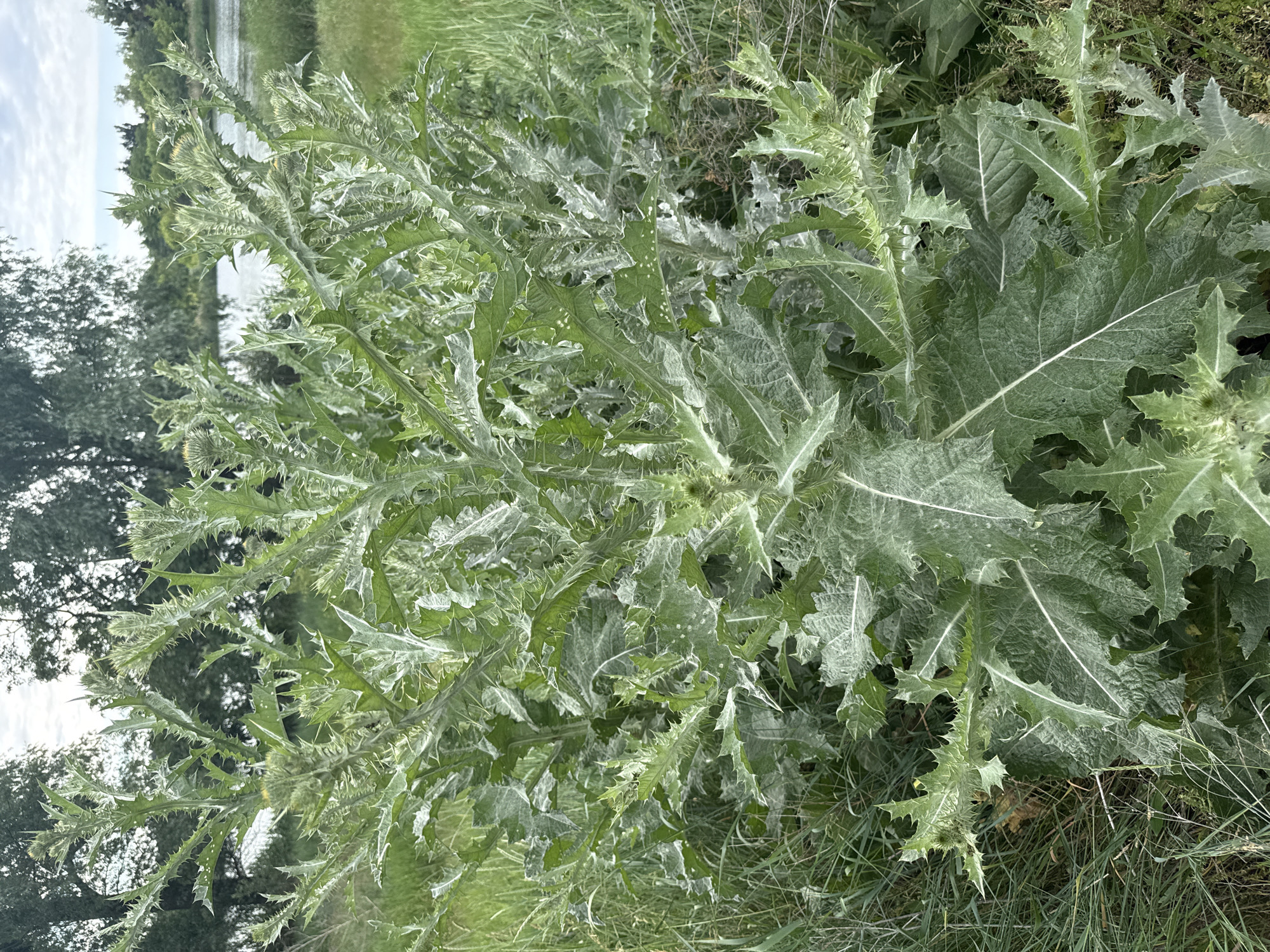 Morning botanical survey in Korobivka captures local plant life